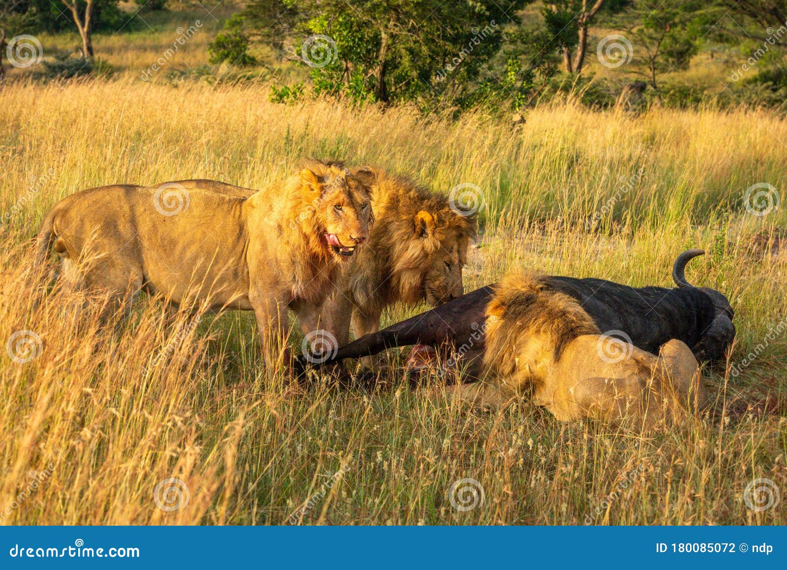 Tres Leones Machos Se Alimentan De Los Cadáveres De Búfalos Foto de archivo  - Imagen de animal, grande: 180085072