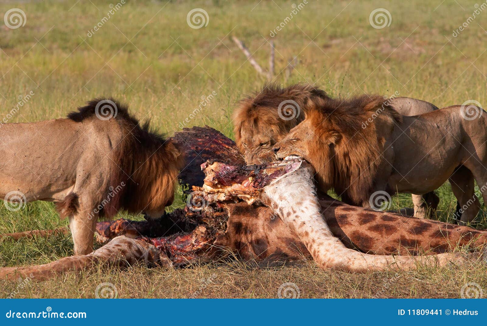 Tres Leones (panthera Leo) Que Comen En Sabana Imagen de archivo - Imagen de  cazador, presa: 11809441
