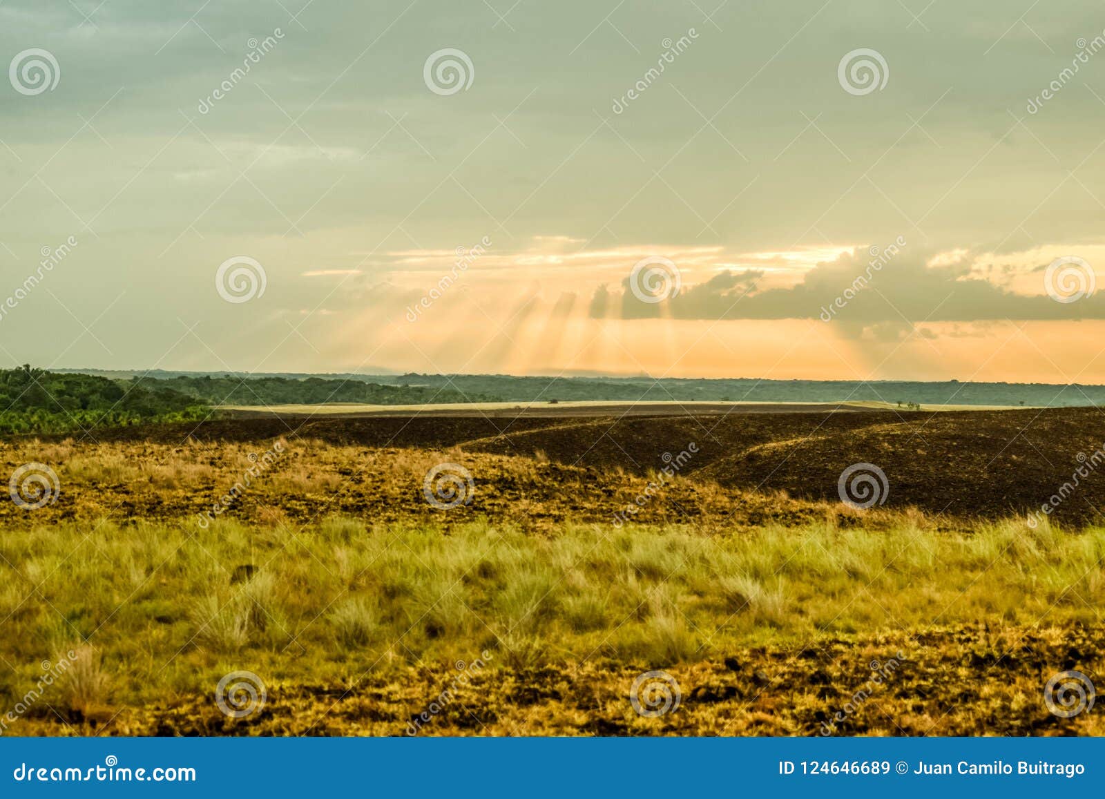 sunbeams in the savanna