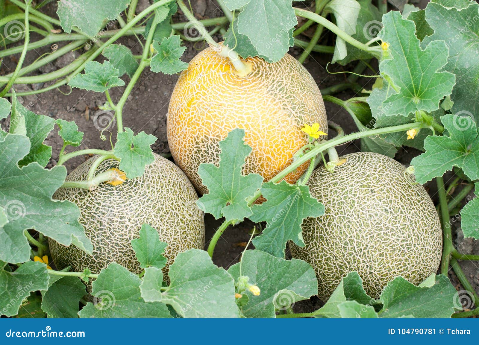 Tres melones y plantas imagen de archivo. Imagen de jugoso 104790781
