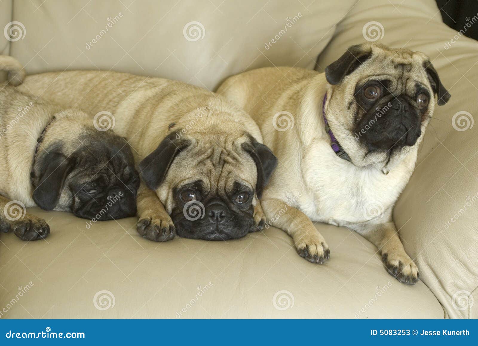 Perrito pug retenido desde el dia domingo fue encontrado por huayra k'assa,  por favor compartir para encontrar a sus dueños, image size:1600x1159