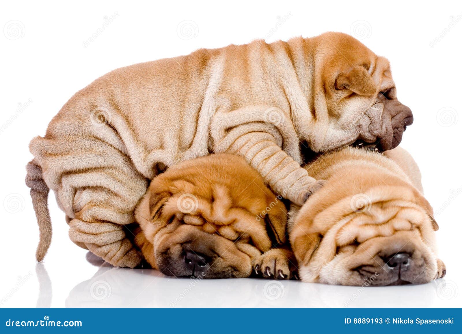 Tres Perros Del Bebé De Shar Pei Imagen de archivo Imagen de