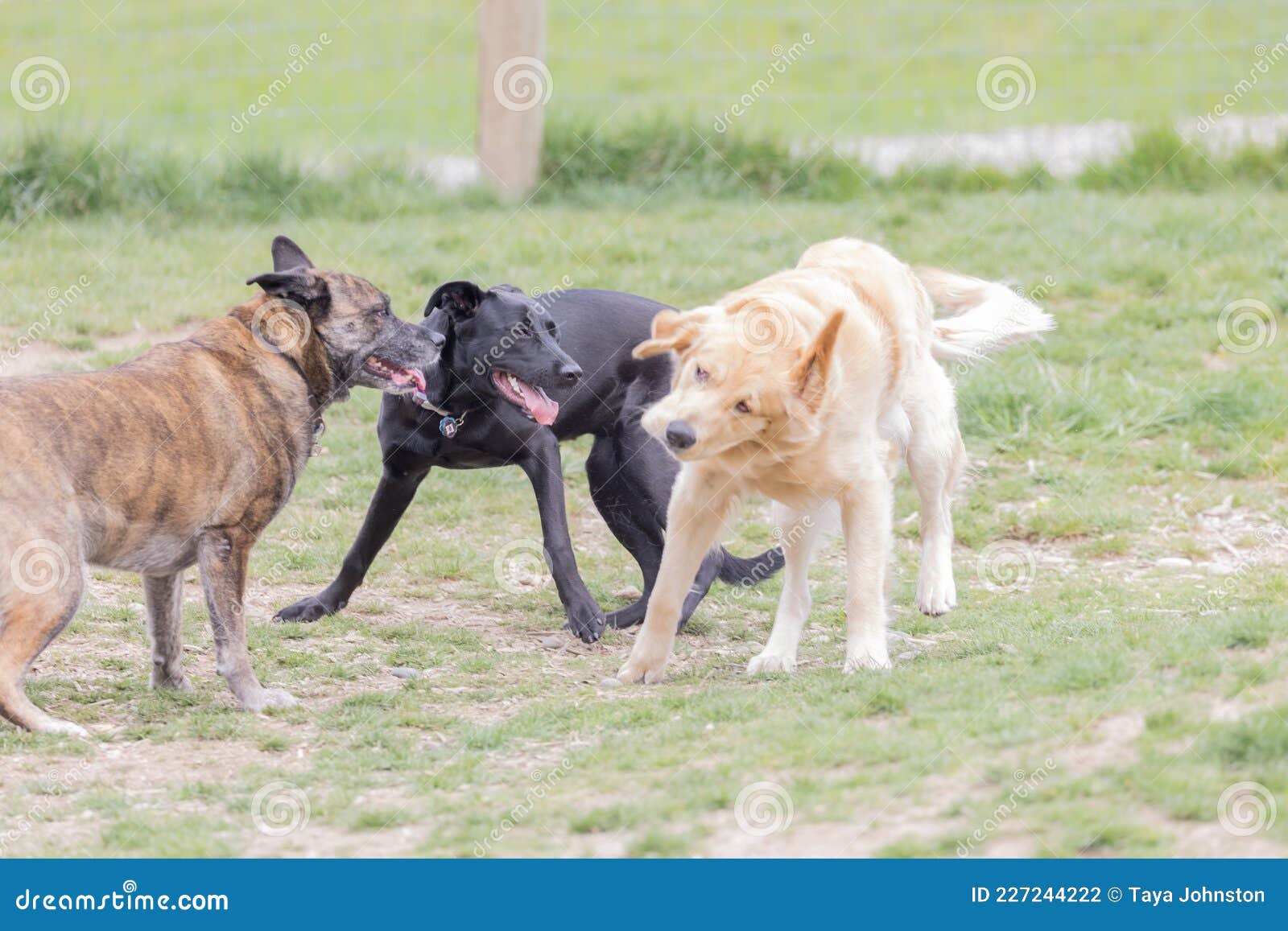 Tres Perros Grandes Jugando Juntos En Park Foto de archivo - Imagen de  grupo, juegos: 227244222