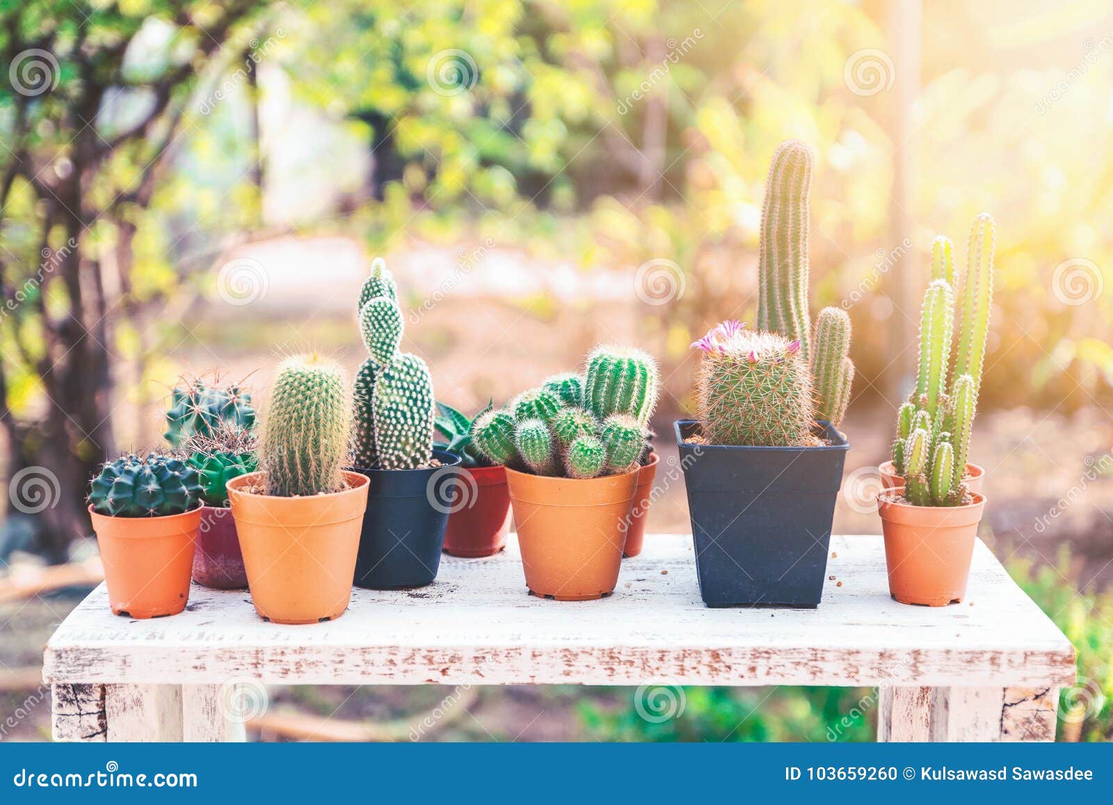 Tres Plantas Naturales Del Cactus En Una Tabla De Madera Foto de archivo -  Imagen de elemento, fresco: 103659260