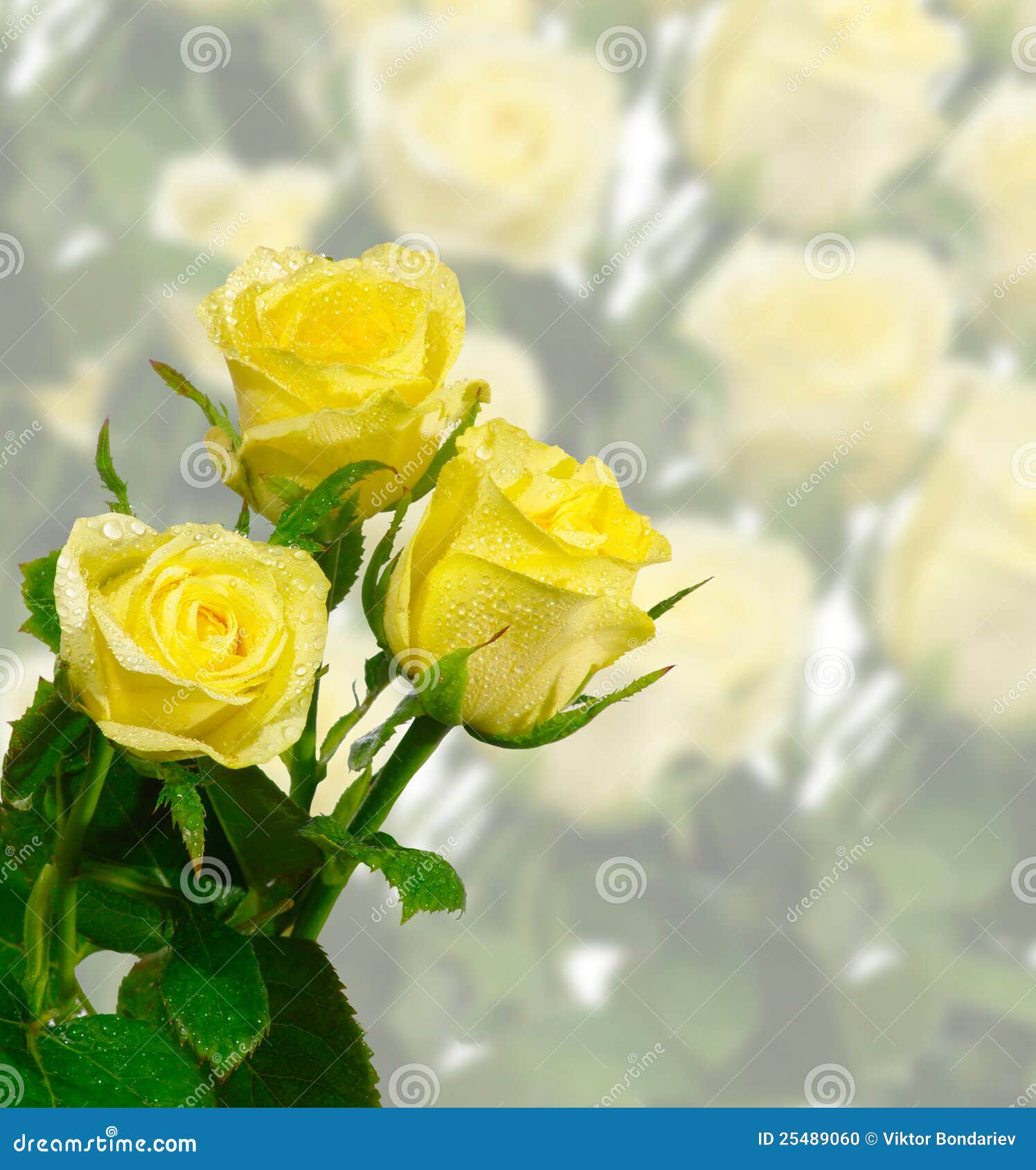 Tres rosas foto de archivo. Imagen de amor, vida, ramo 25489060