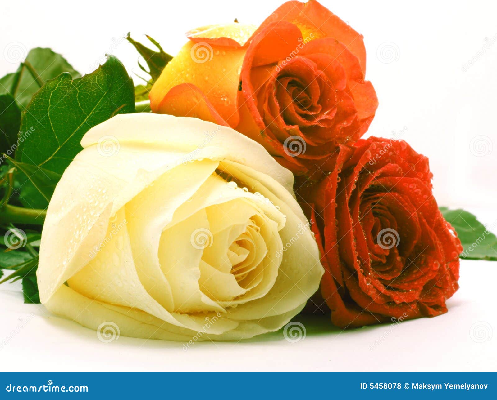 Tres rosas foto de archivo. Imagen de planta, tres, valentina 5458078