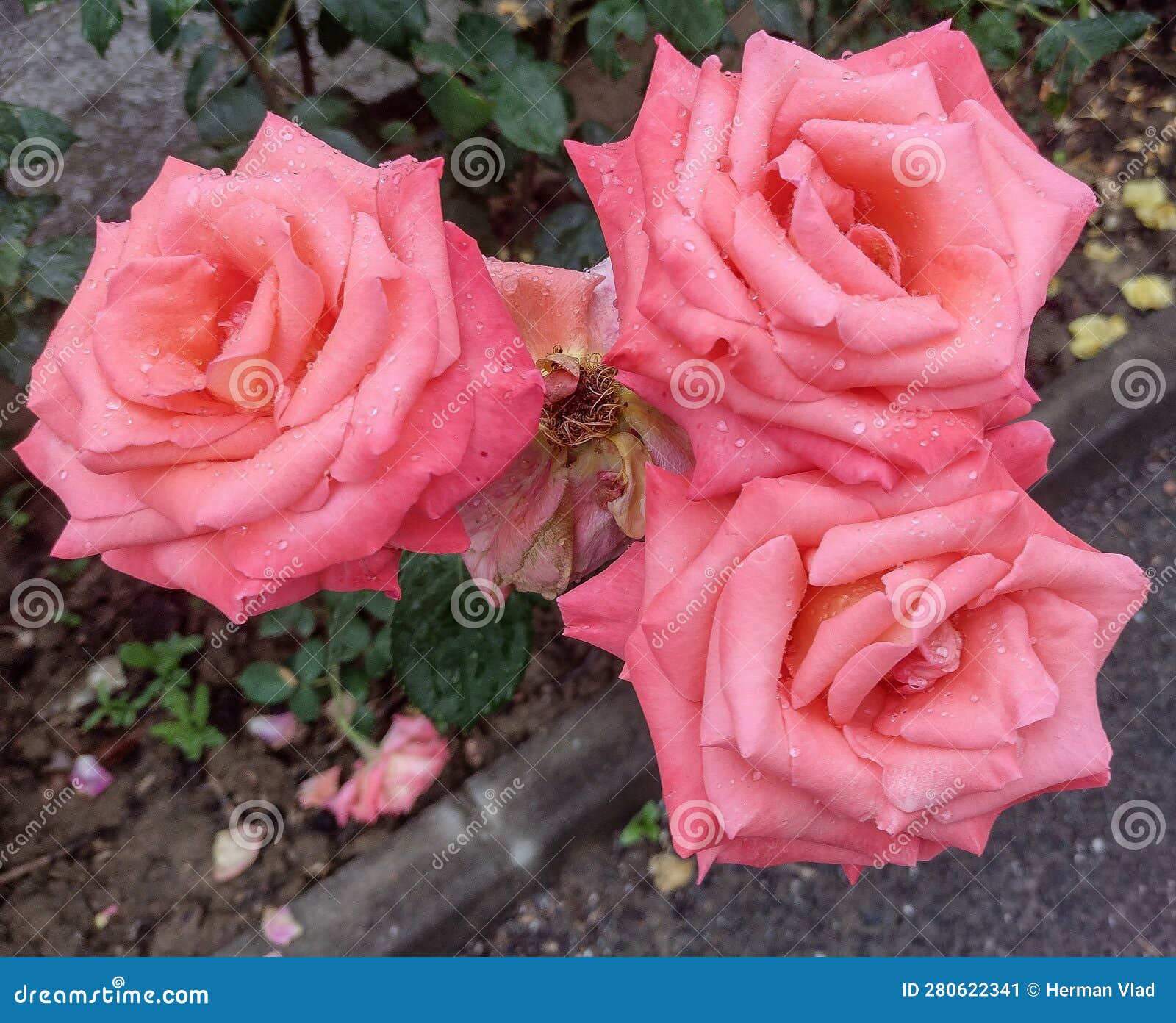 Tres Rosas Rosas Rosas Con Gotas De Agua Sobre Ellas Imagen de archivo