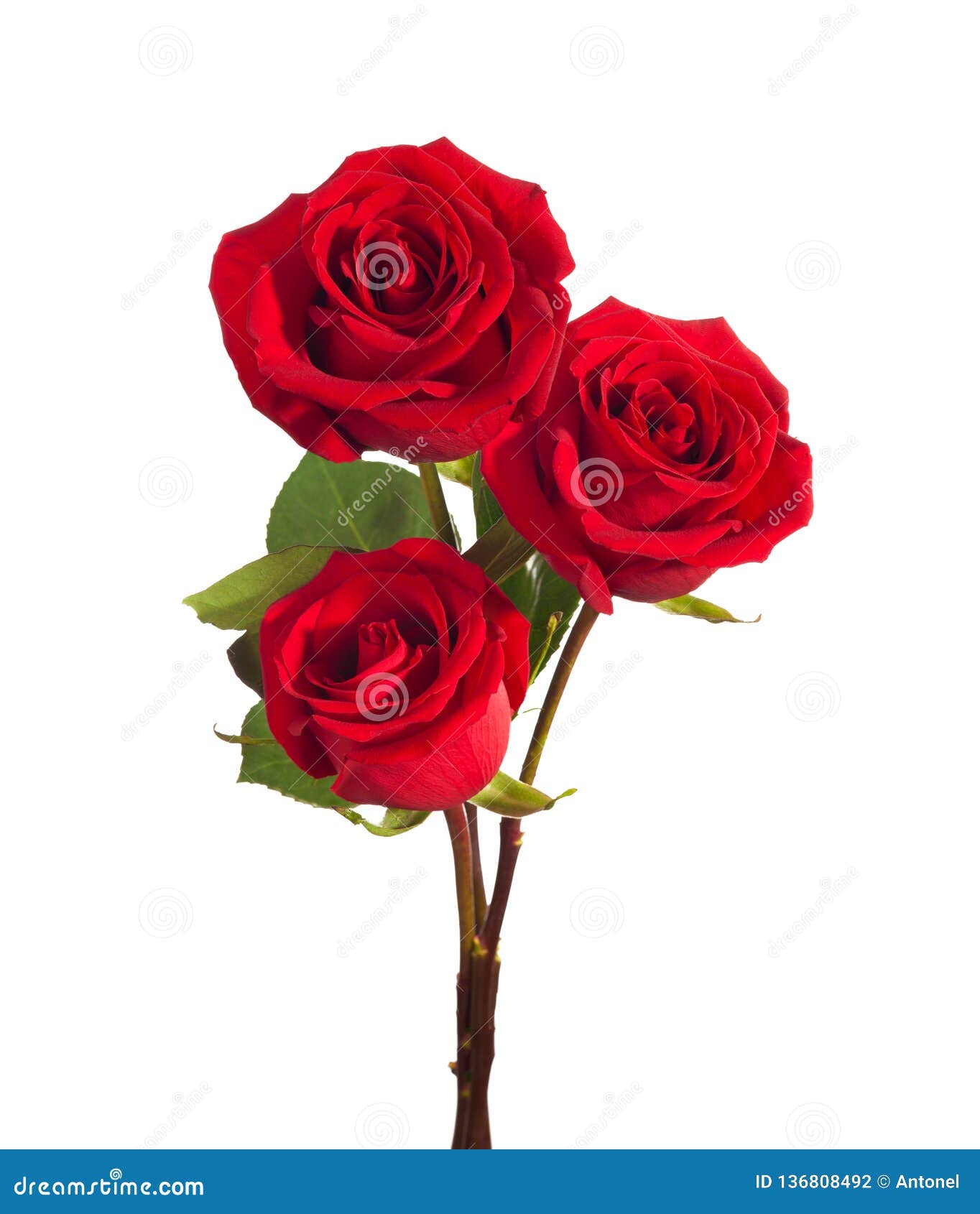 Tres Rosas Rojas Brillantes Fotos de stock - Fotos libres de regalías de  Dreamstime