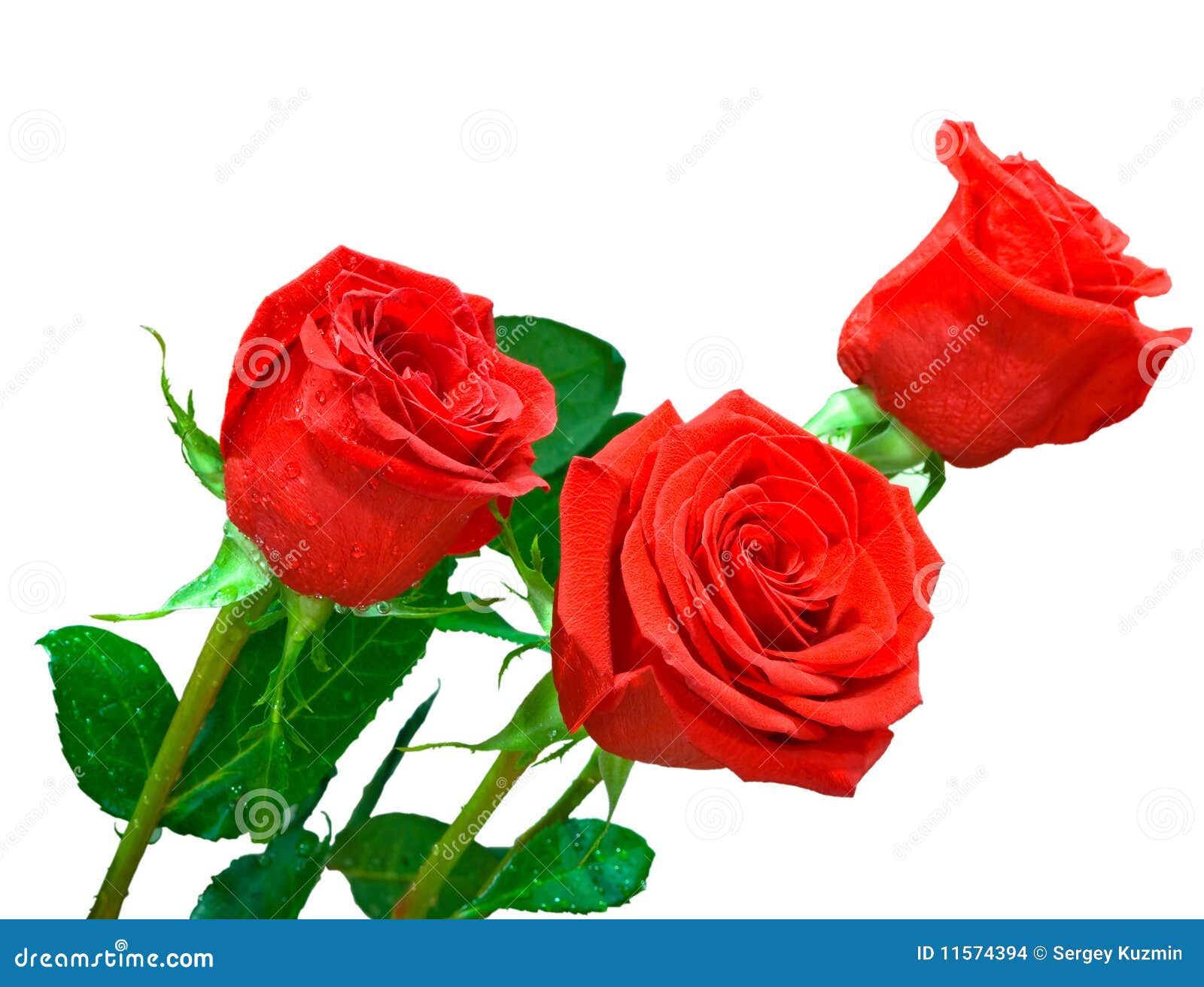 Tres Rosas Rojas Brillantes En El Fondo Blanco Foto de archivo - Imagen de flora, flor: 11574394 Tres Rosas Rojas Brillantes En El Fondo Blanco Foto de archivo - Imagen de flora, flor: 11574394