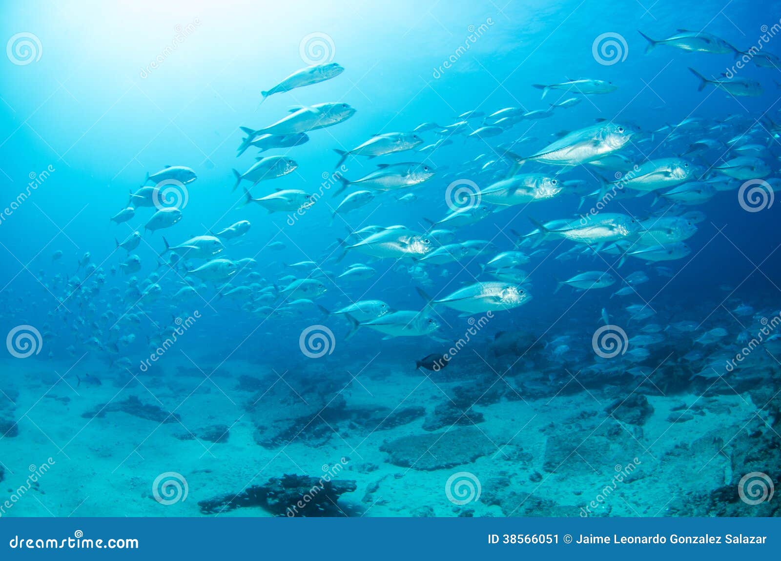 739 Bait Ball Fish Stock Photos - Free & Royalty-Free Stock Photos from  Dreamstime