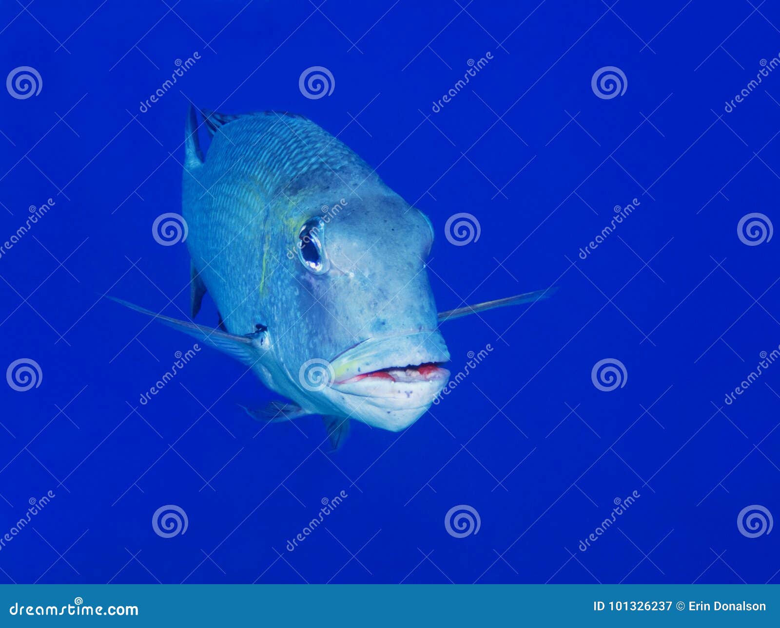 Download Trevally Caranx Fish Close Up In Blue Ocean Water Stock ...