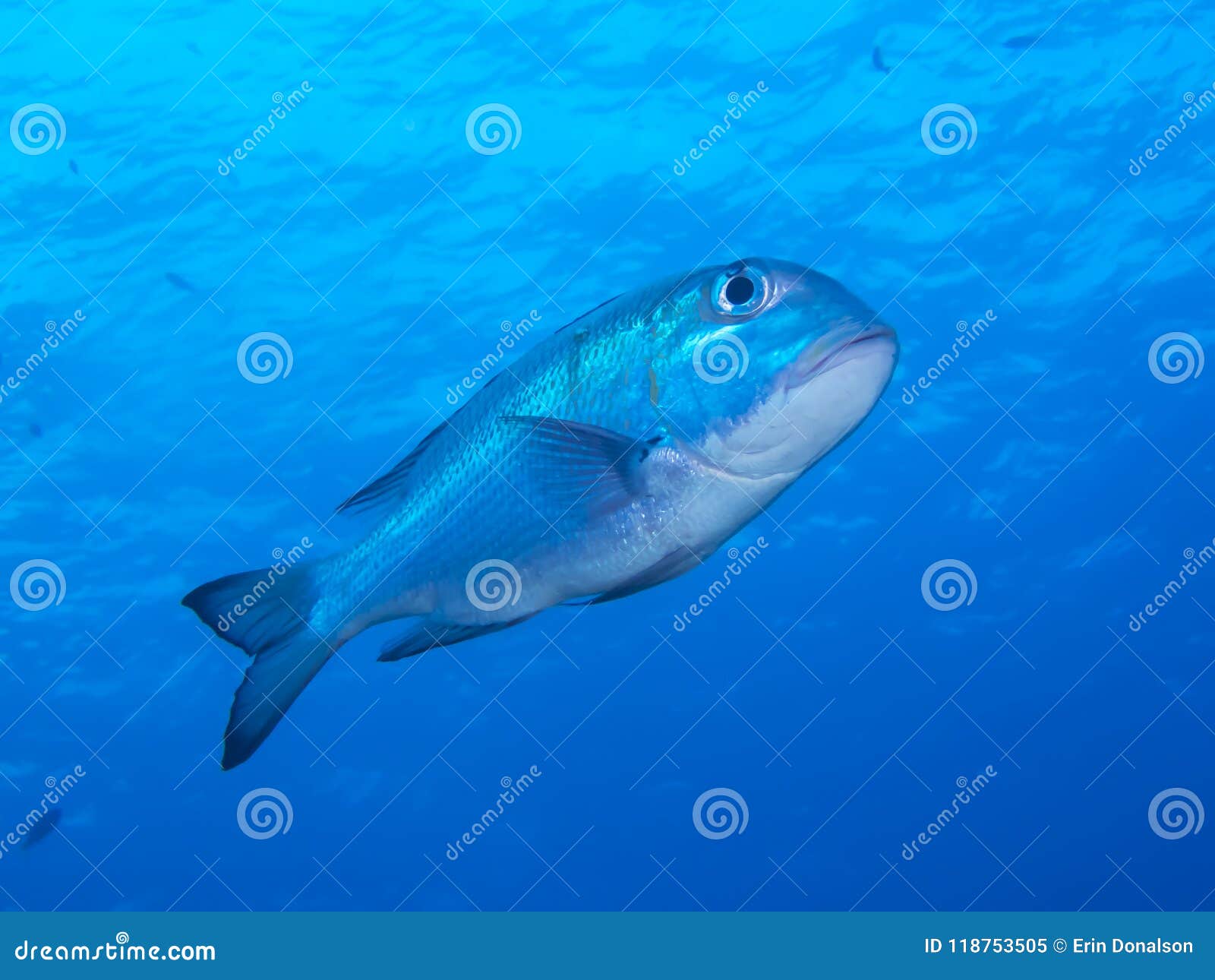 Download Trevally Fish Underwater Close Up Stock Image - Image of ...