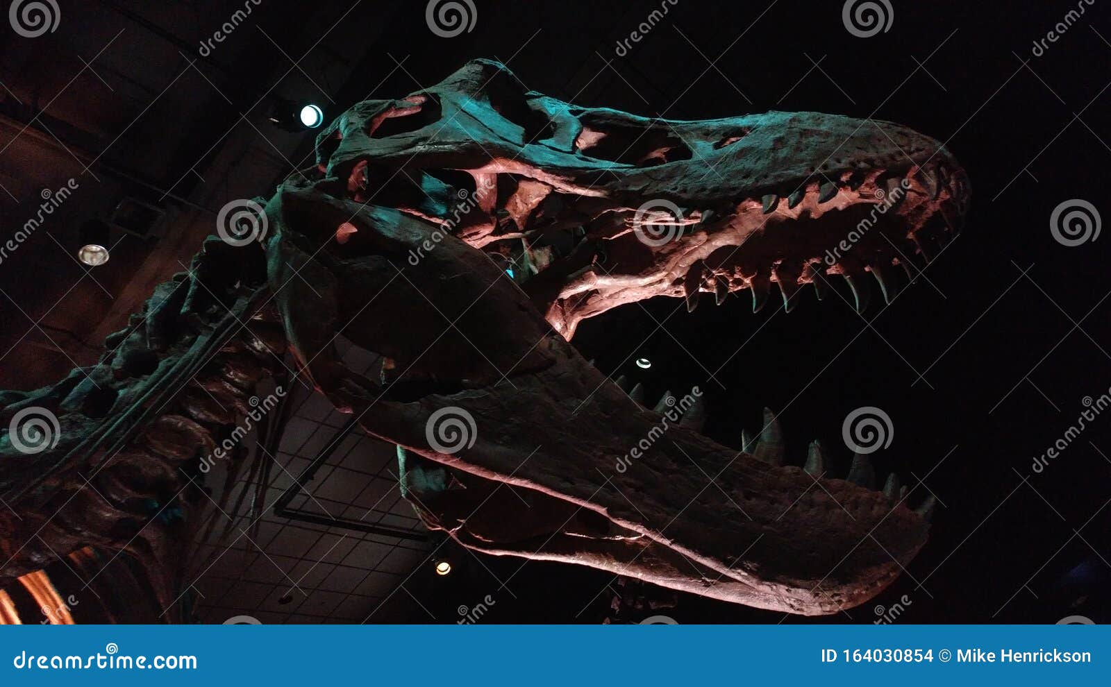 trex stock image trex stock image