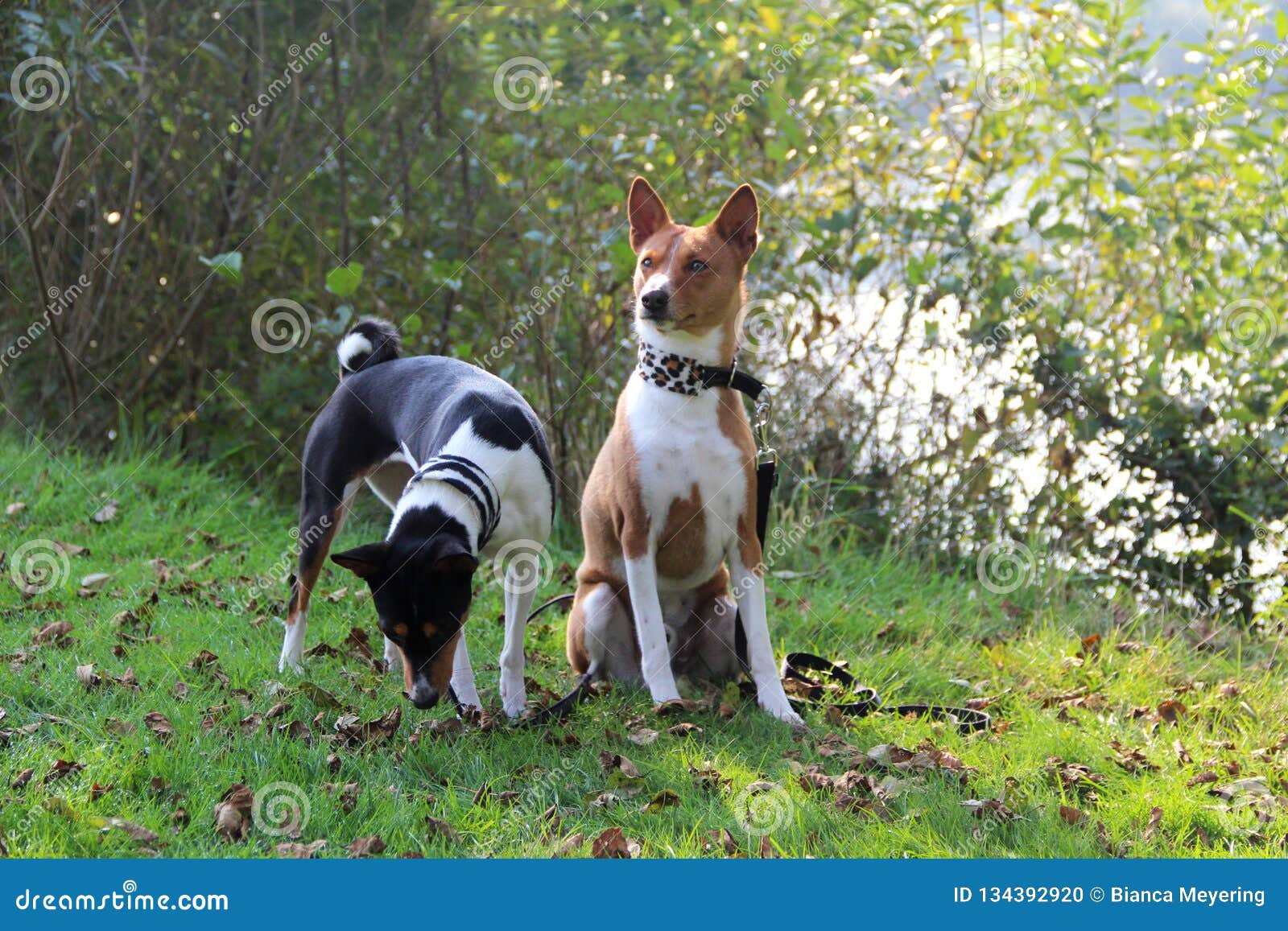 A Tri Color Basenji Next To A Sitting Two Tone Basenji In