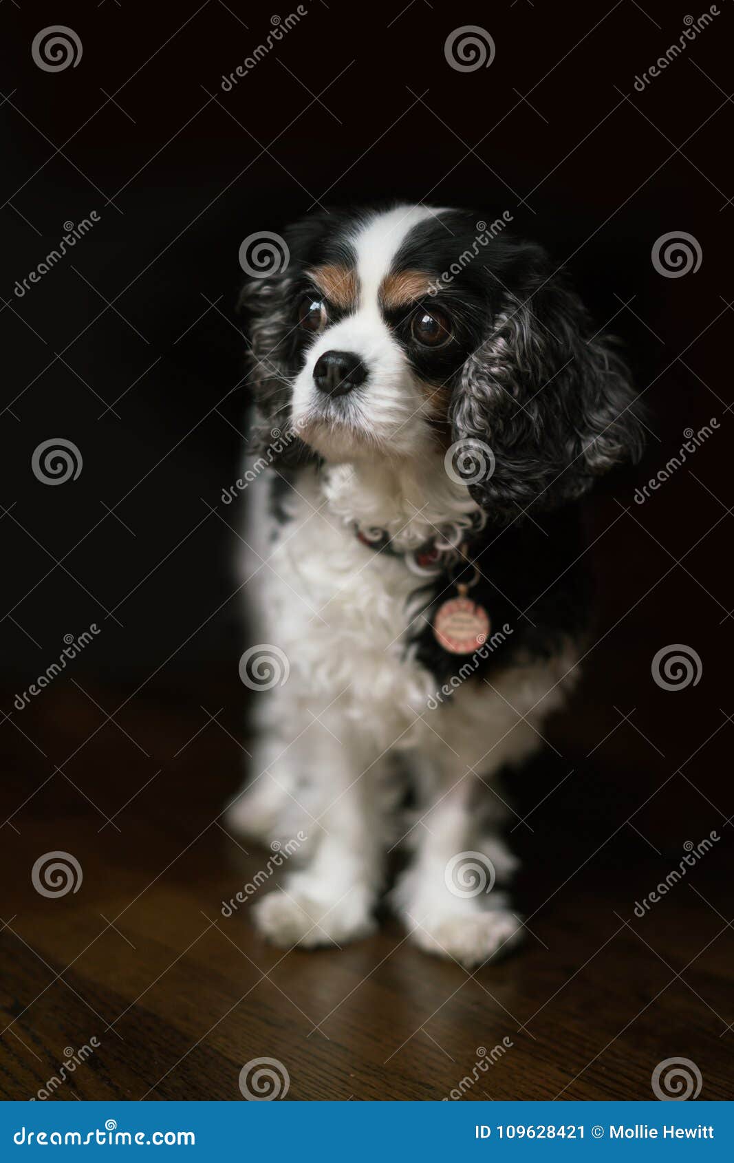 tri color king charles spaniel