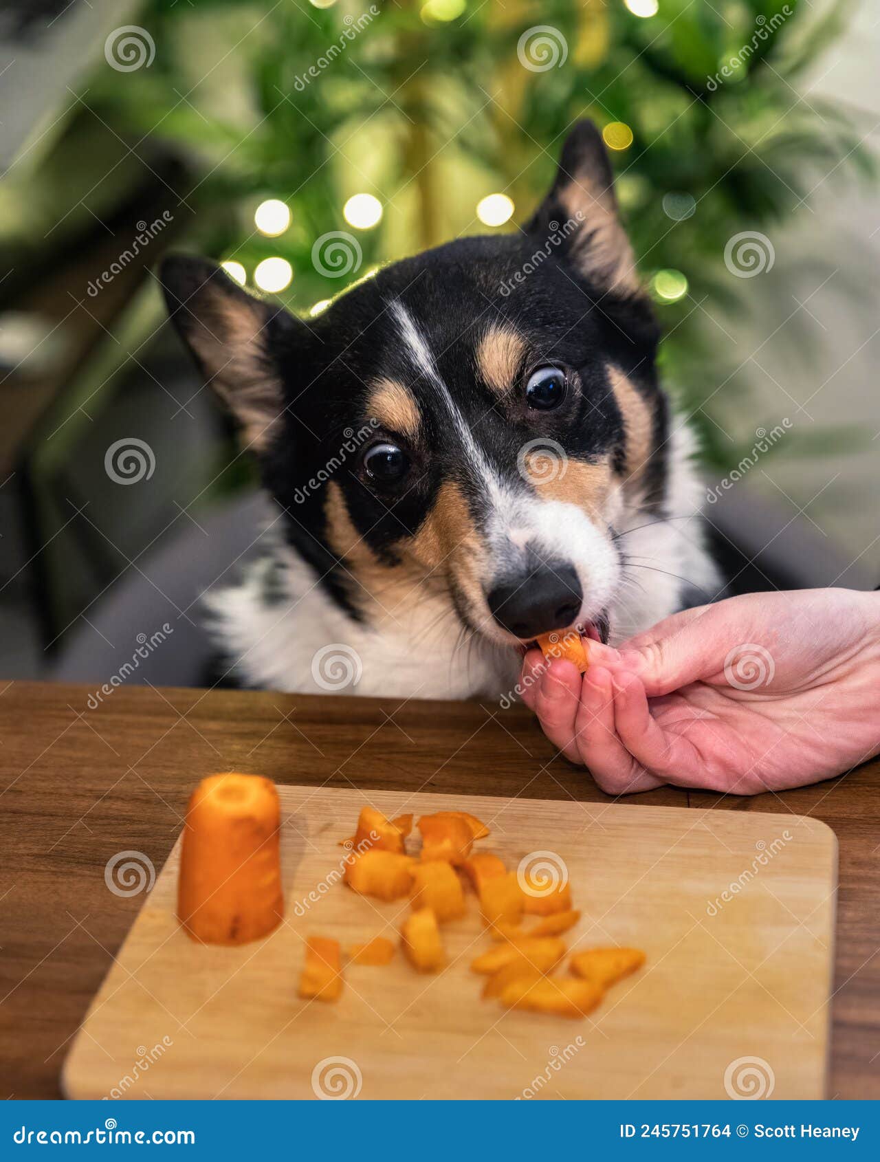 tri color corgi eating carrots with funny surprised eyes
