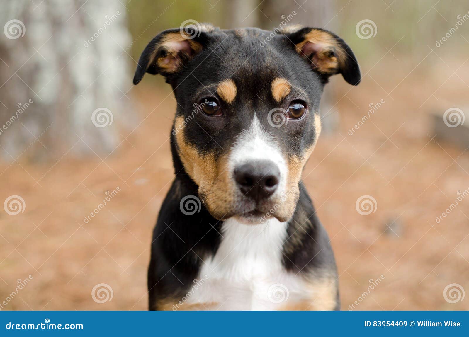 Tri-color puppy dog stock image. Image of gray, black - 83954409