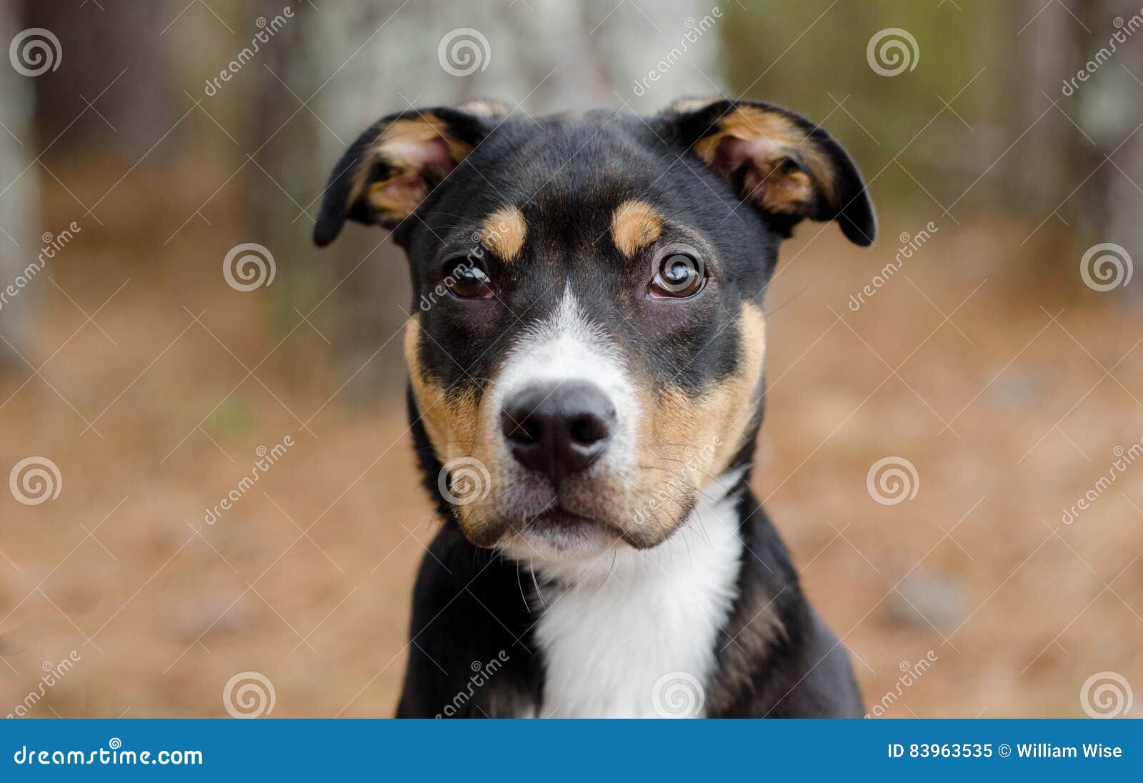 Tri-color puppy dog stock image. Image of animal, fluffy - 83963535