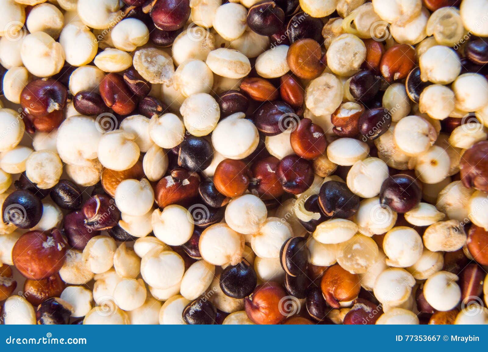 Tri color quinoa macro stock image. Image of long, cooked 77353667