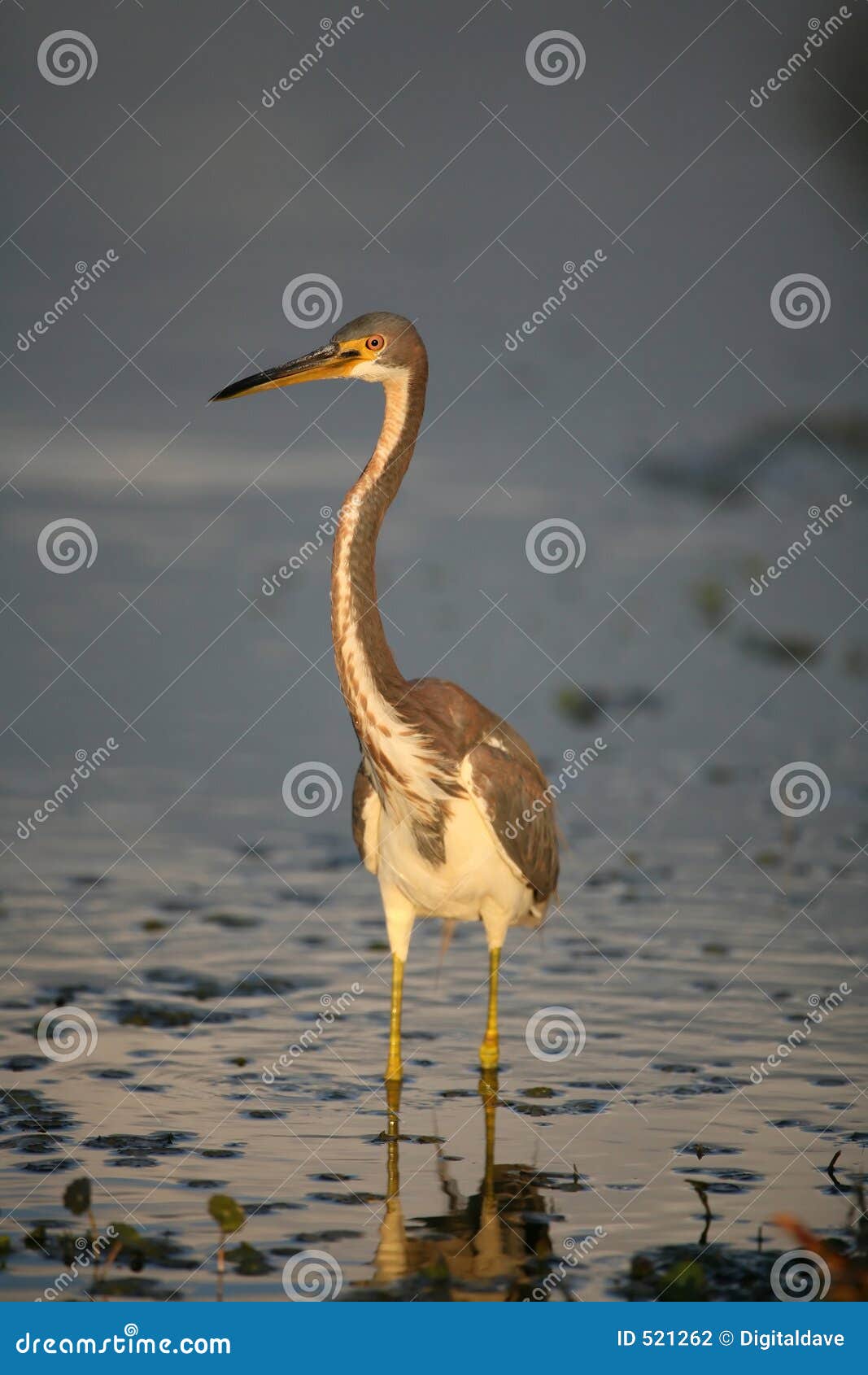 tri-colored heron