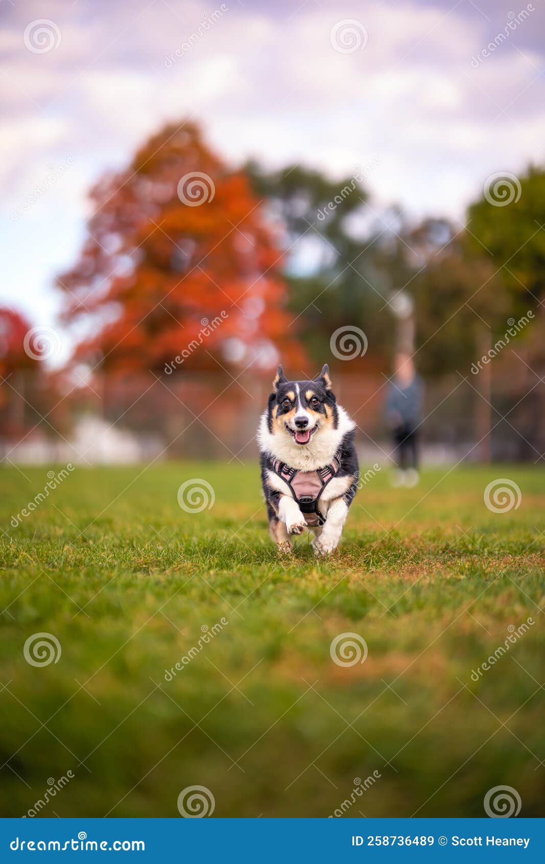 tri colored pembroke welsh corgi running outside in a park with colorful fall foliage in the background.