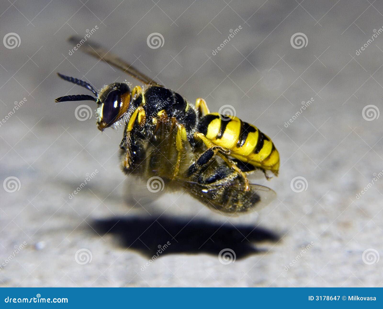 Triangulum van Philanthus. Beewolf vliegt met swag - bij