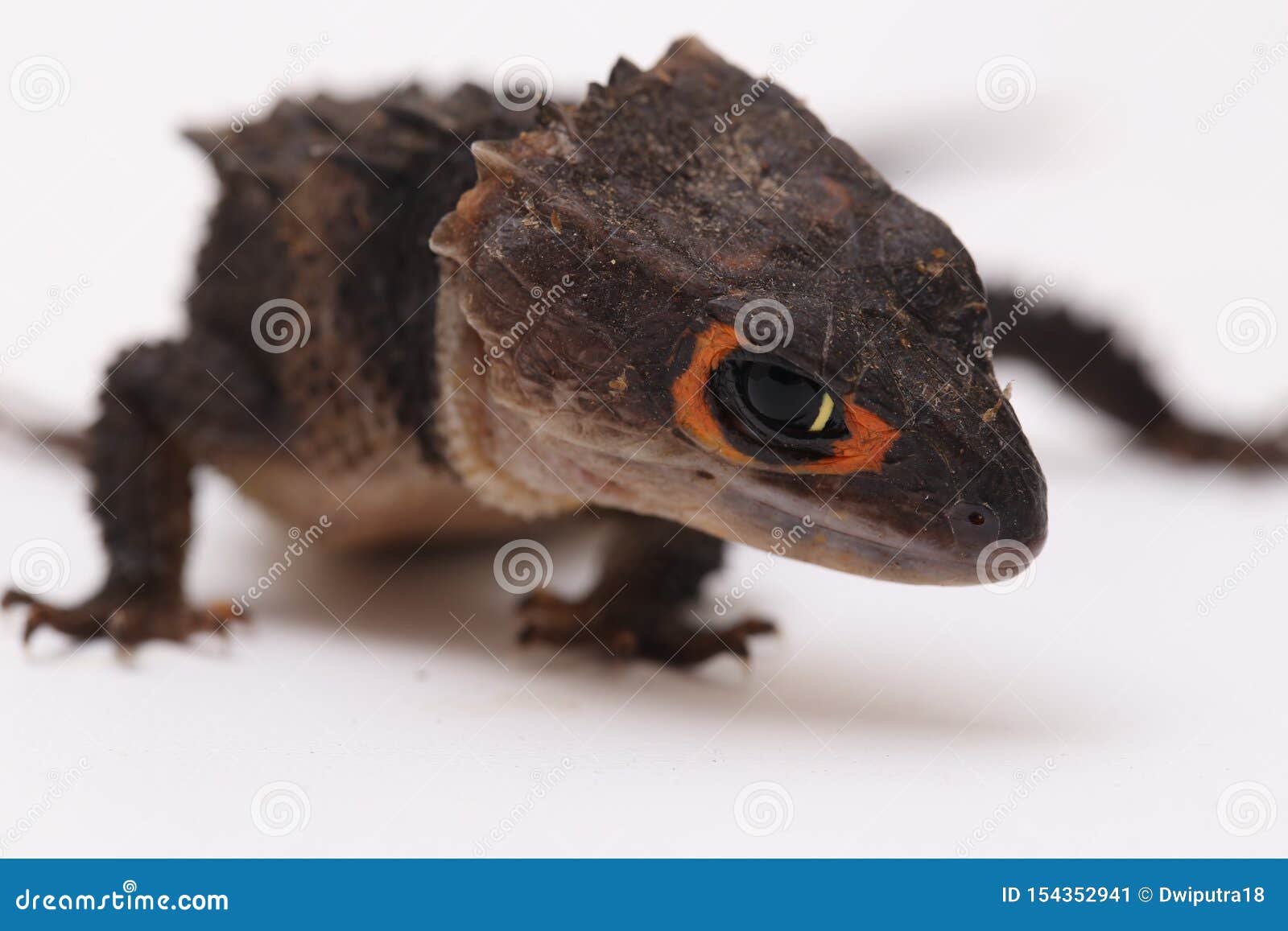 Tribolonotus Gracilis, Red-Eyed Skinks Lizard Stock Image - Image crododile, dragon: 154352941