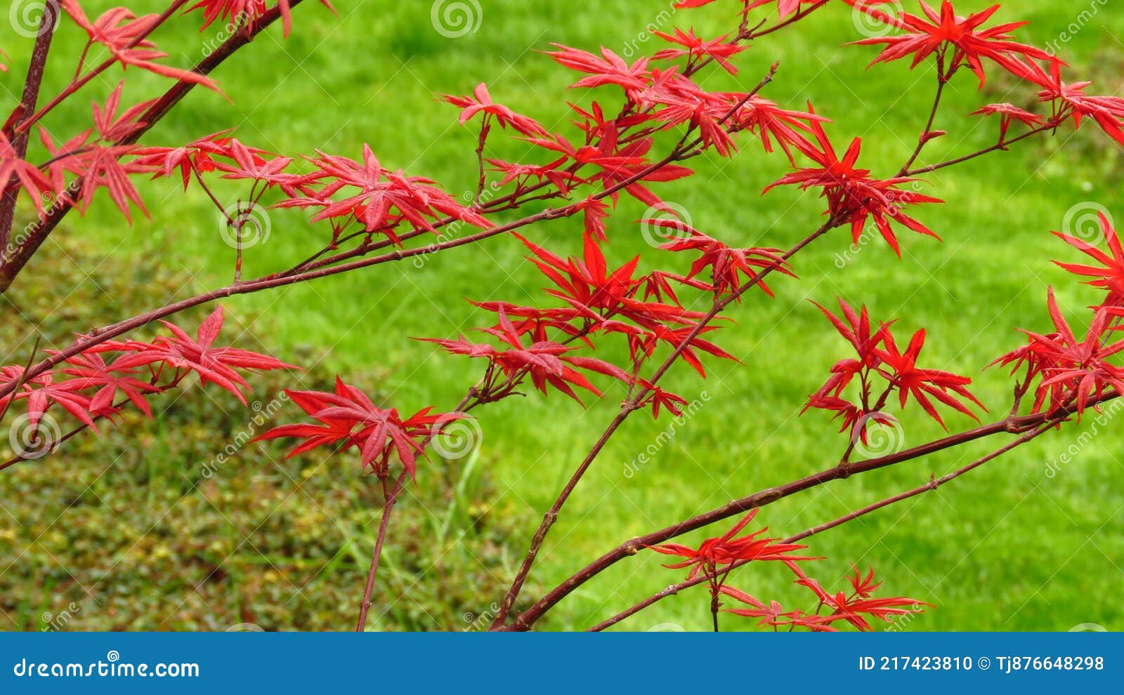 Tribonleaf Acero Giapponese. Acero Rosso Giapponese Contro Carta Da Parati  Verde Brillante. Acer Palmatum Atrolineare Fotografia Stock - Immagine di  luminoso, scuro: 217423810