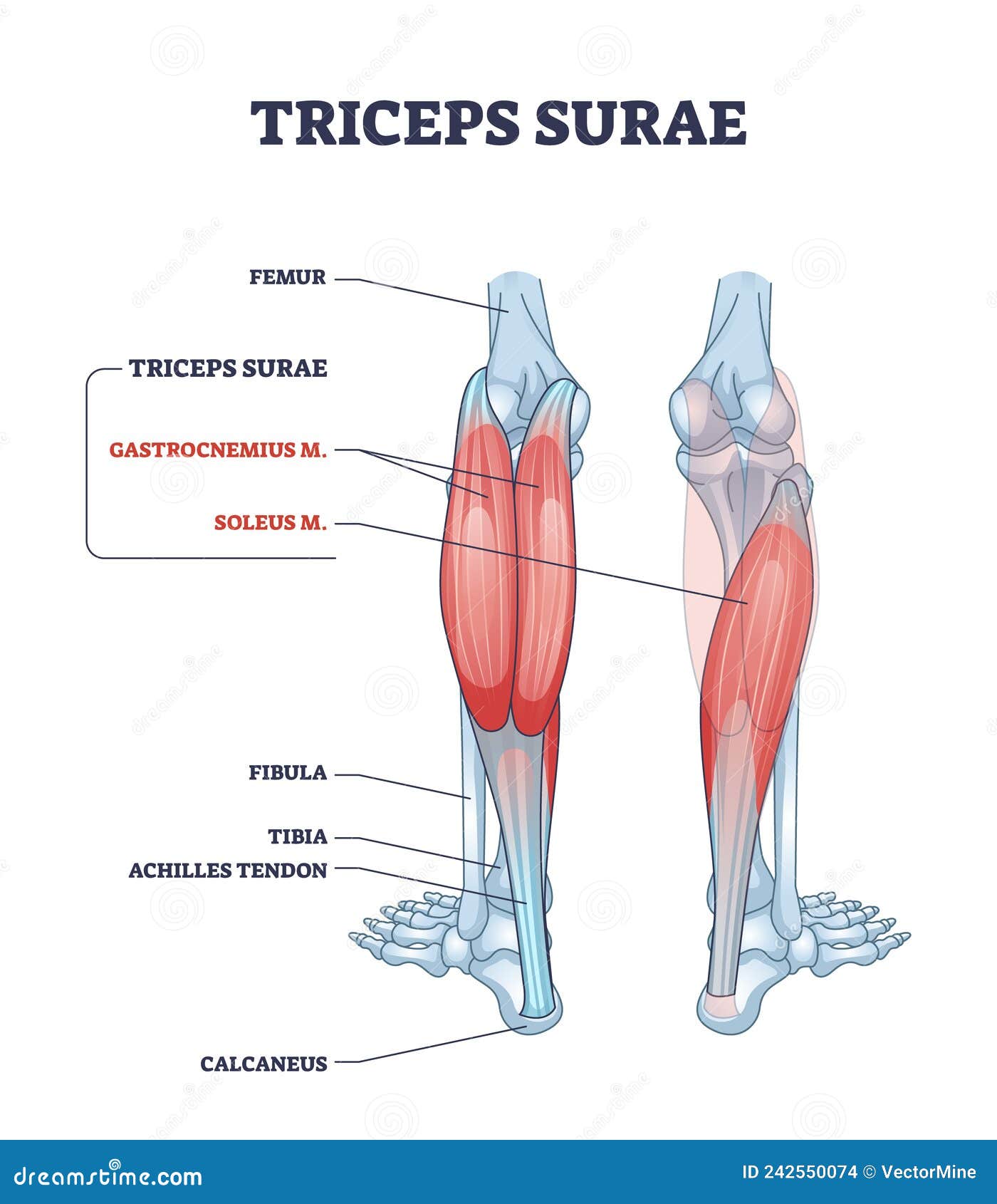 triceps surae with gastrocnemius and soleus leg muscles outline diagram