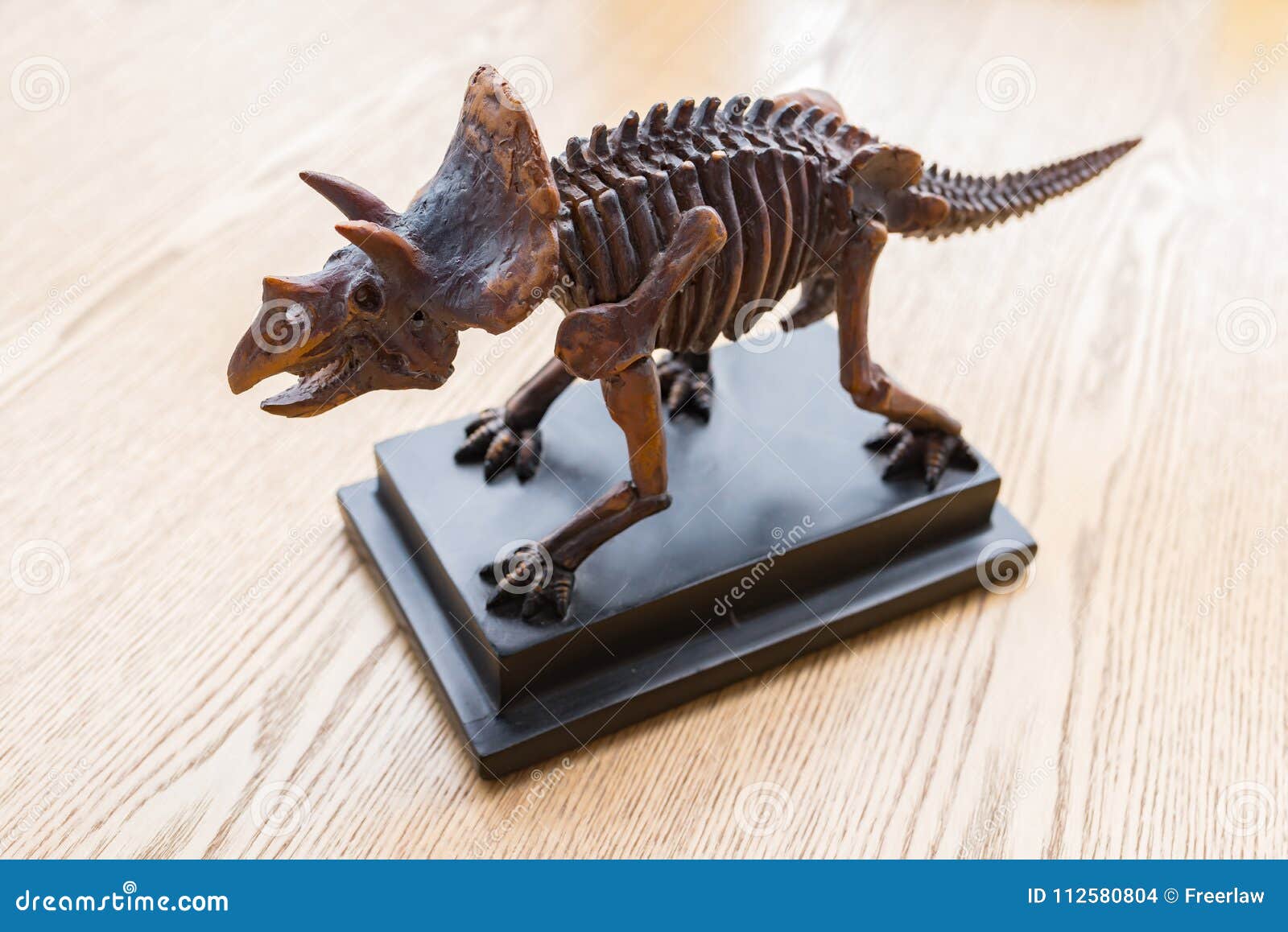 Triceratops Skeleton On Desk Stock Photo Image Of Gigantic Bone
