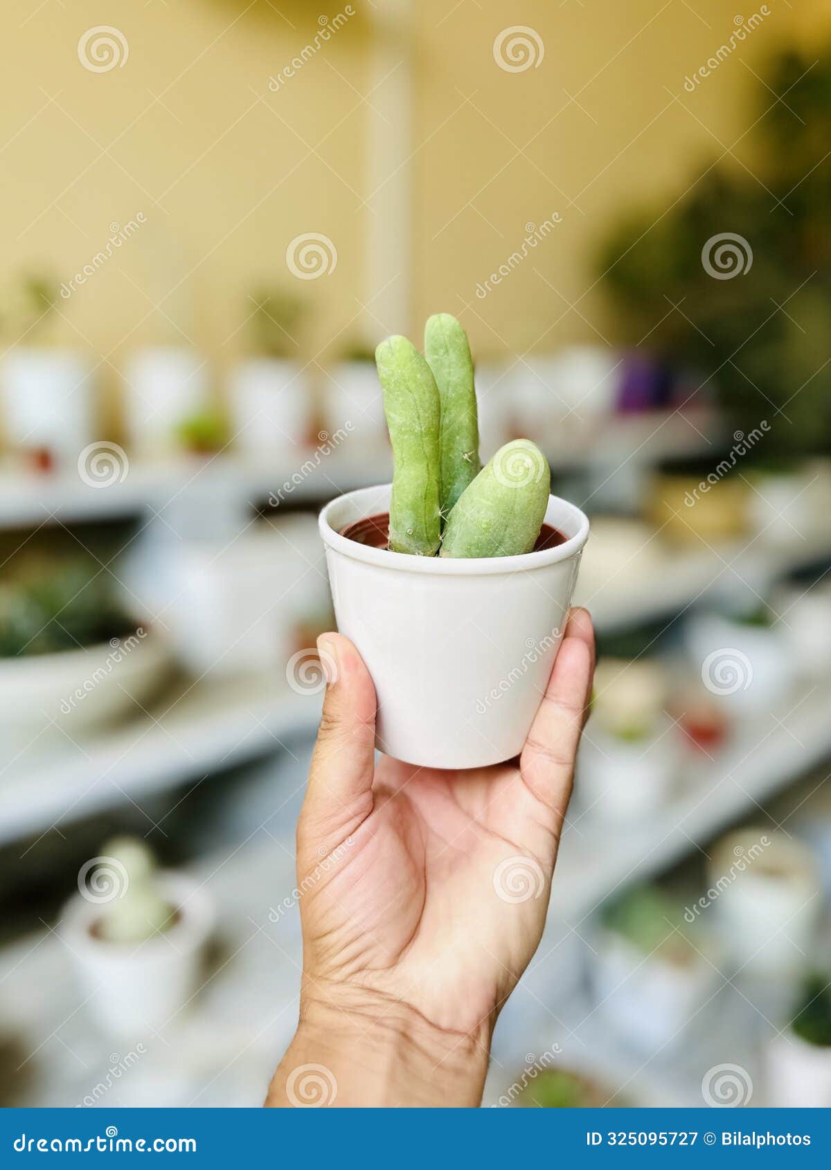 trichocereus bridgesii monstrose penis cactus in a white pot