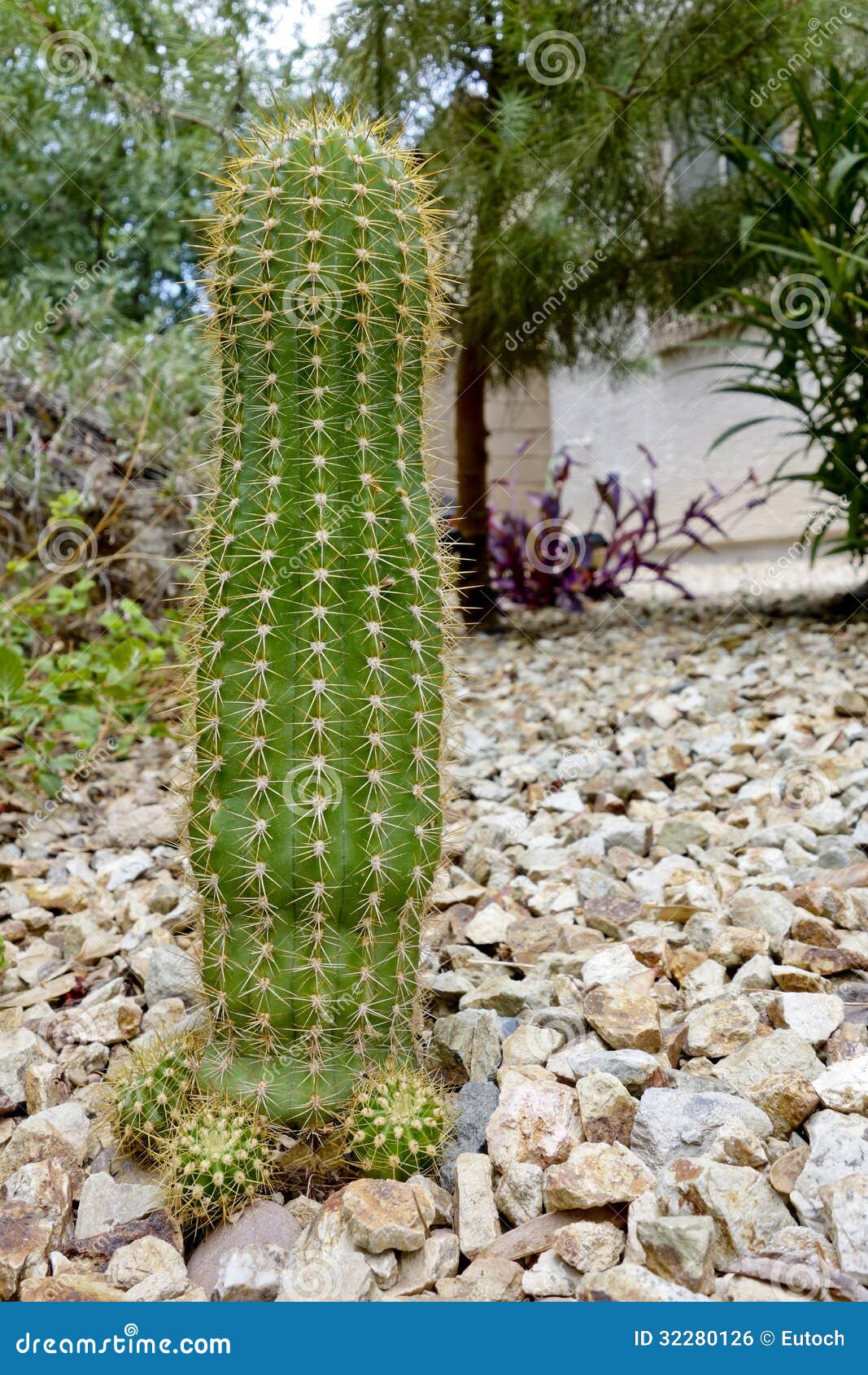 trichocereus grandiflorus cactus