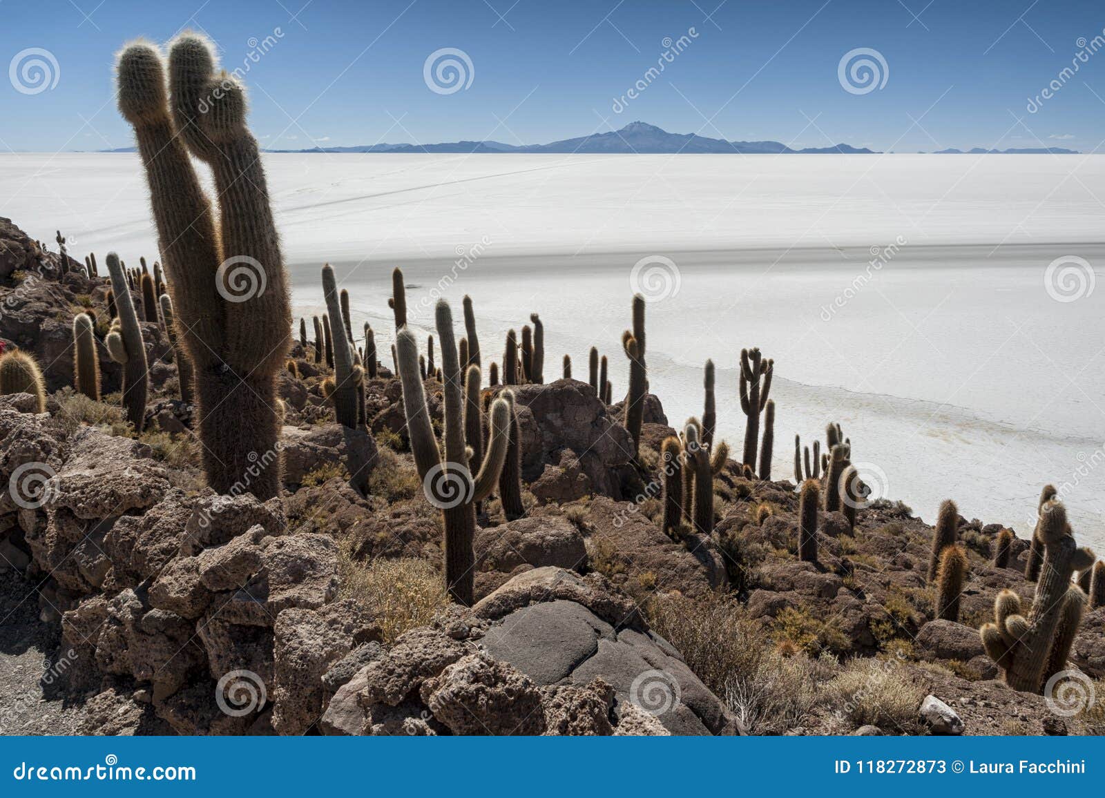 trichoreceus cactus on isla incahuasi isla del pescado in the middle of the world`s biggest salt plain salar de uyuni, bolivia