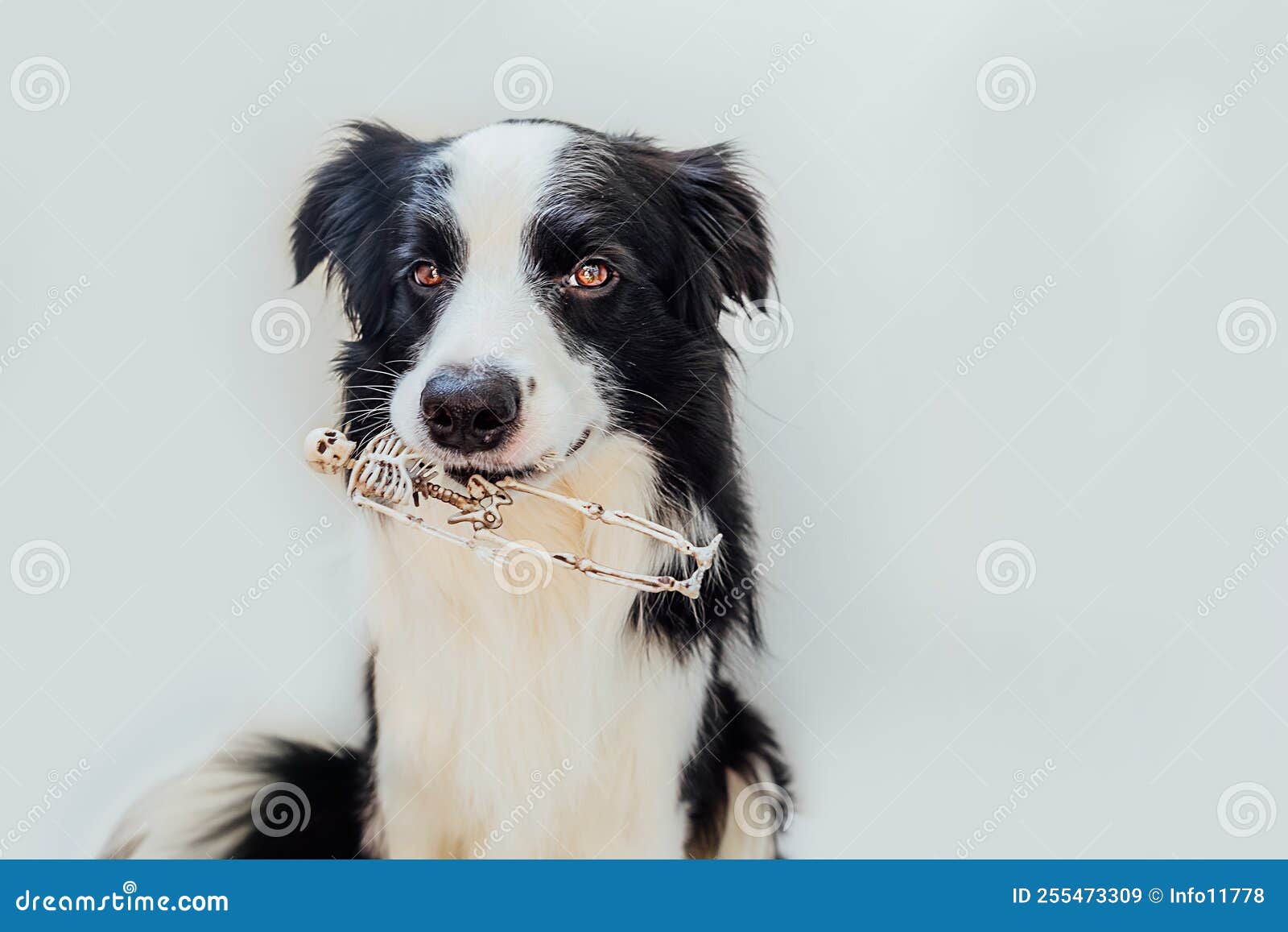 Trick or Treat concept. Funny puppy dog border collie dressed in