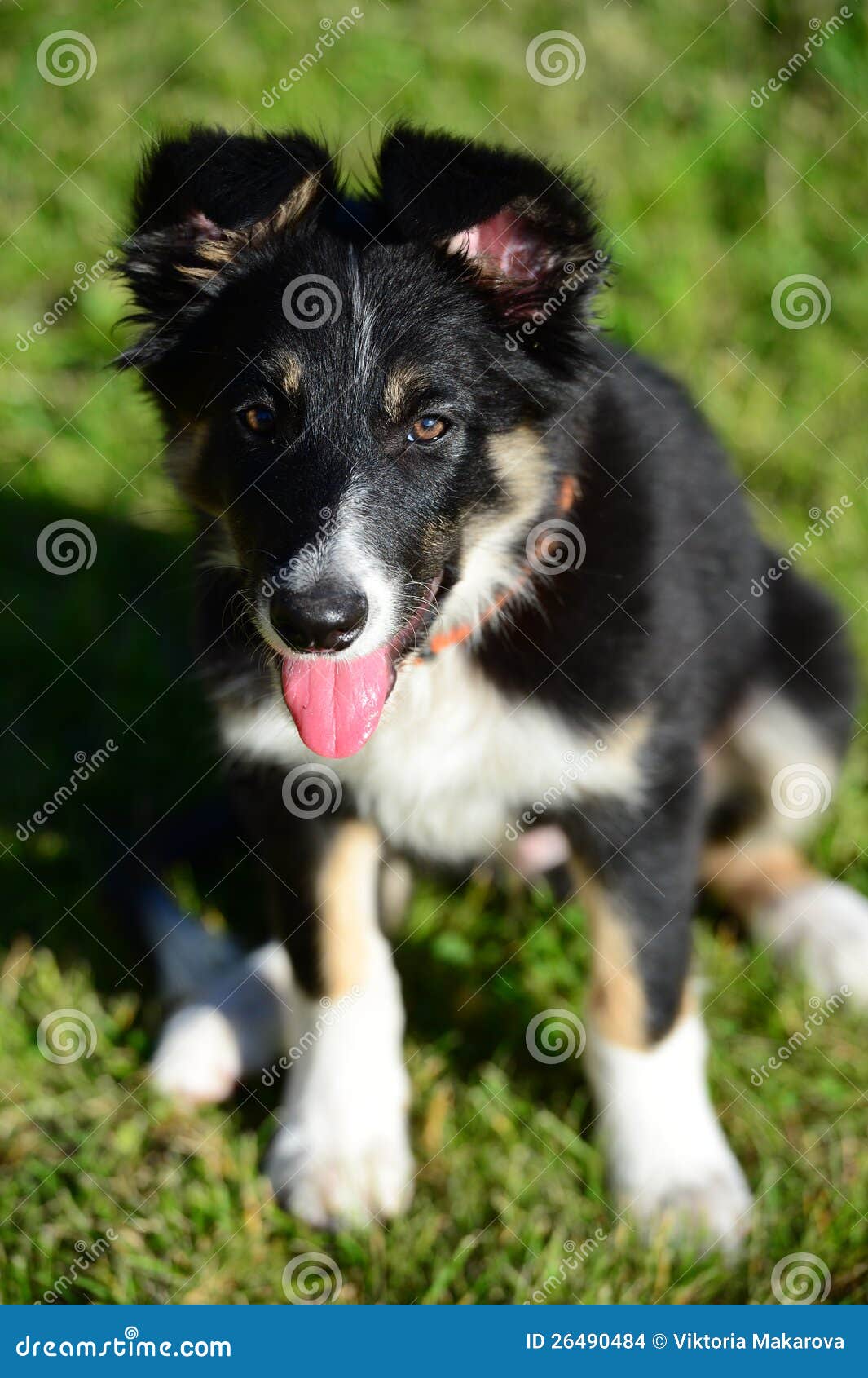 tri coloured border collie puppy