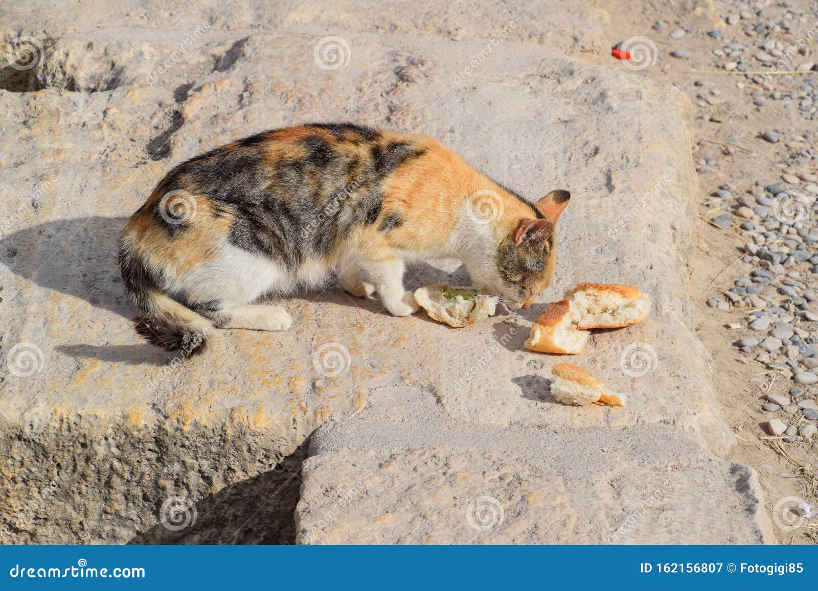 cat eating bread