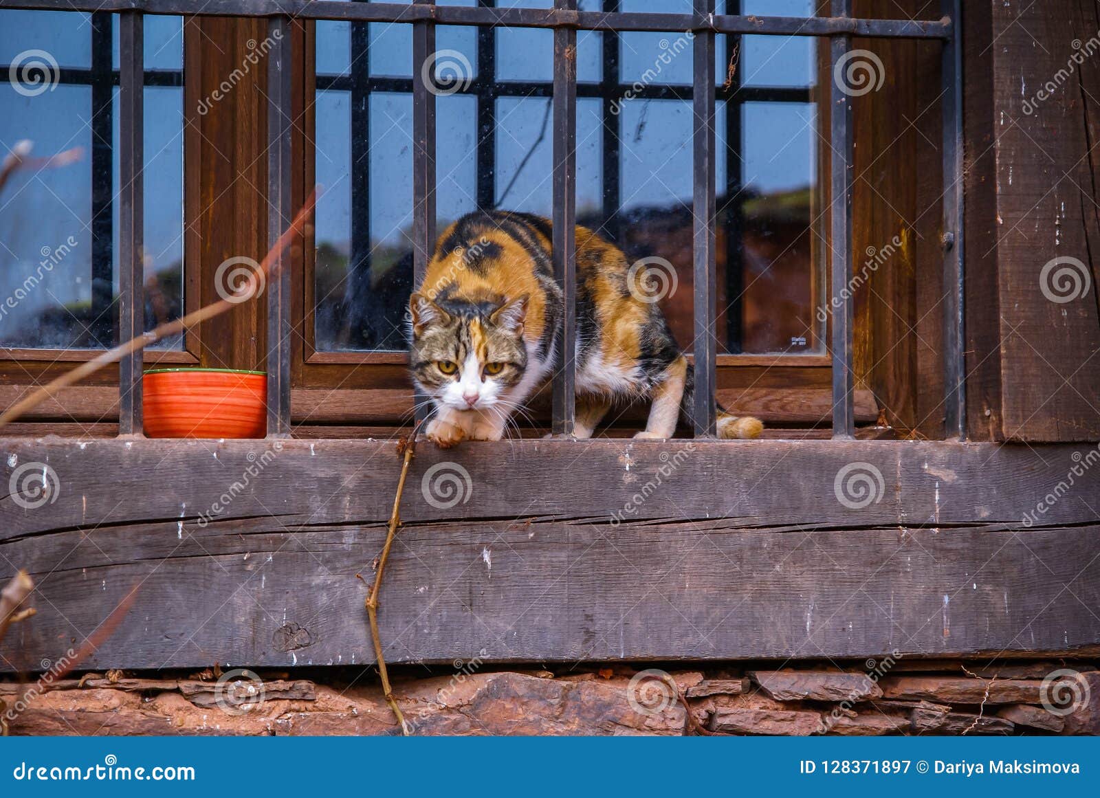 tricolor cat in one of red cities of spain madriguera