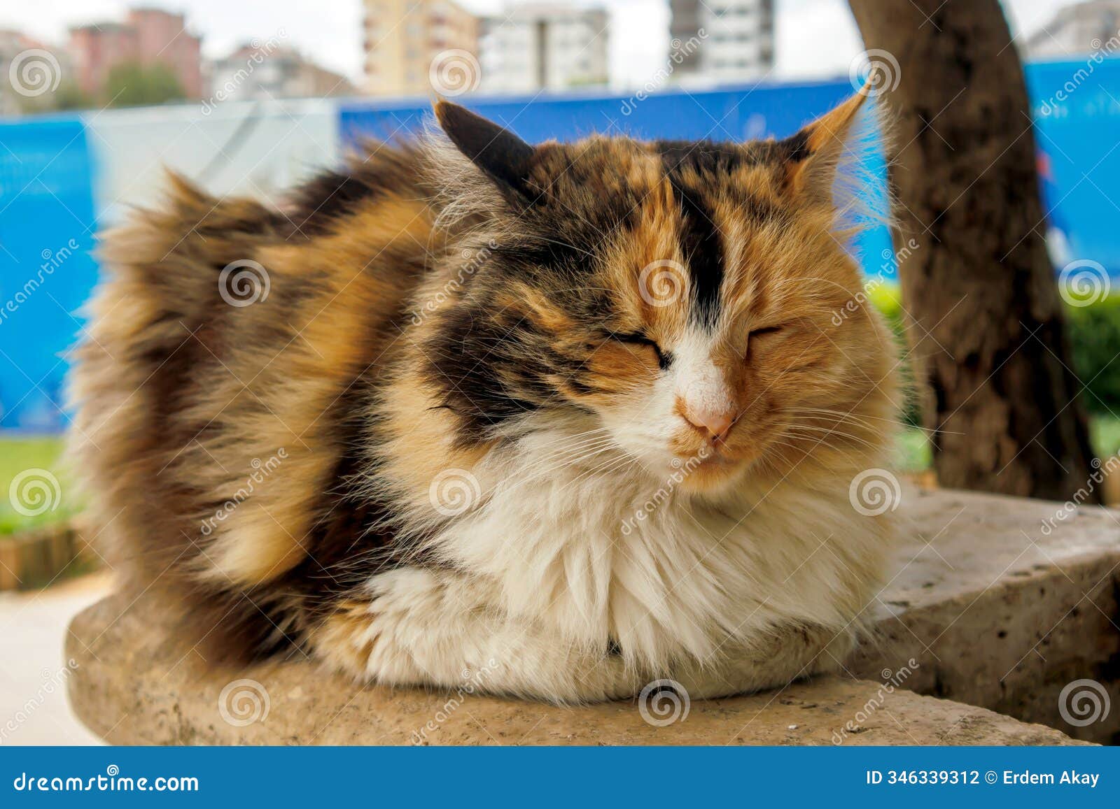 tricolor cat sitting and sleeping on stone wall sill