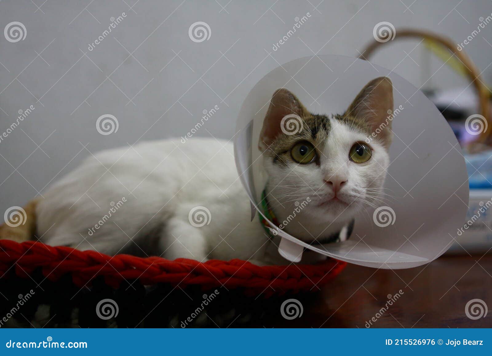 A Tricolor Cat Wear a Collar Lay Down on Floor and Looking at Something