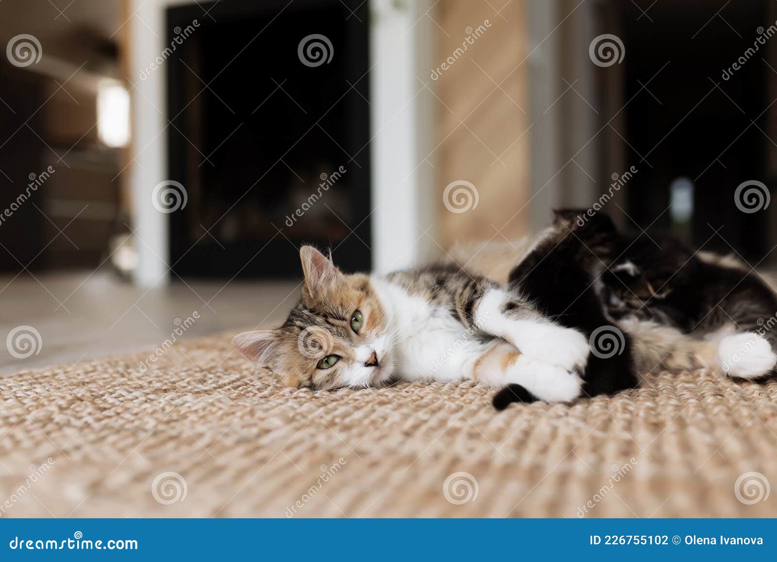 Gatinho Vermelho Brincando Com Sua Mãe. Gato Tricolor Na Rua Mexendo Com  Seu Filho. Jogos De Gatos No Verão Na Grama Verde Foto de Stock - Imagem de  curioso, grama: 201395420