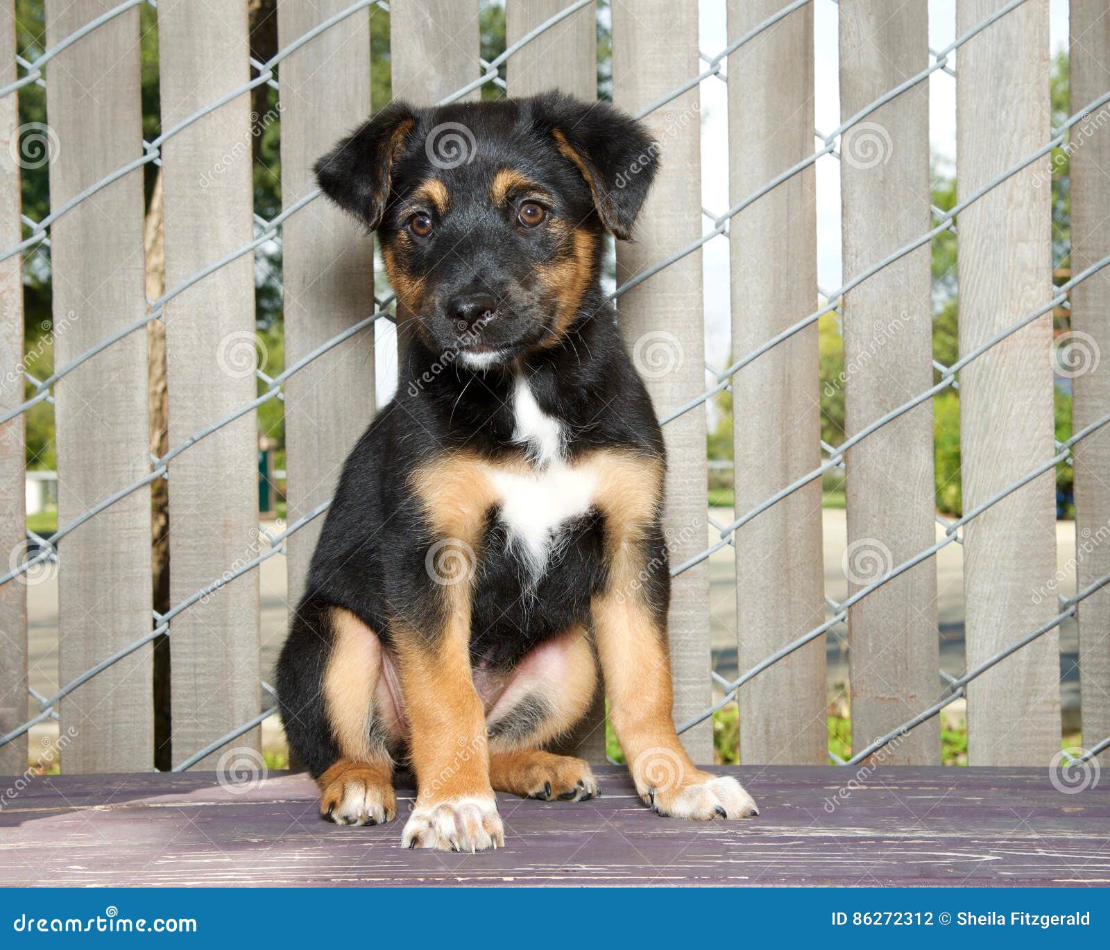 german shepherd cattle dog mix puppies