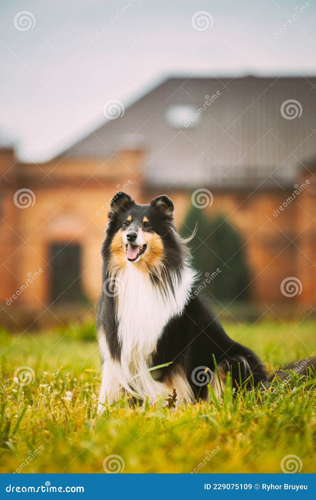 Tricolor Rough Collie, Funny Scottish Collie, Long-haired Collie, English  Collie, Lassie Dog Sitting Outdoors In Summer Day. Portrait - a Royalty  Free Stock Photo from Photocase