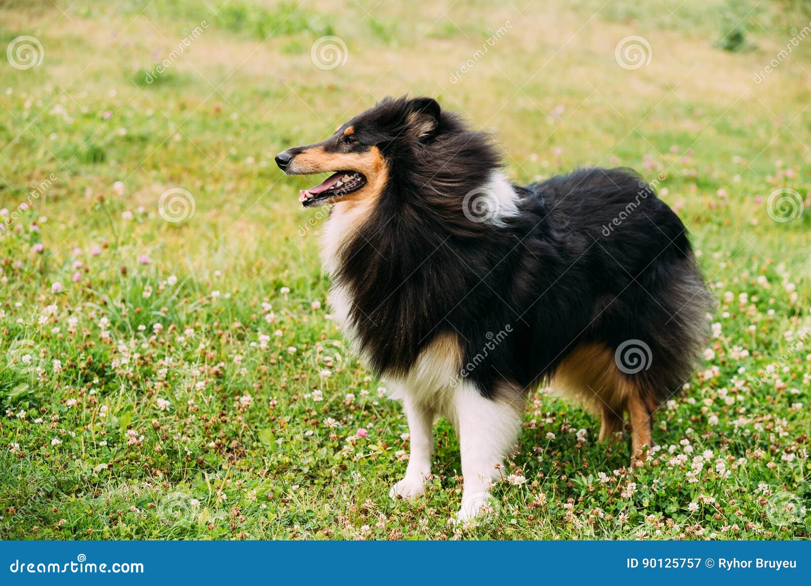 3,920 Lassie Stock Photos - Free & Royalty-Free Stock Photos from Dreamstime