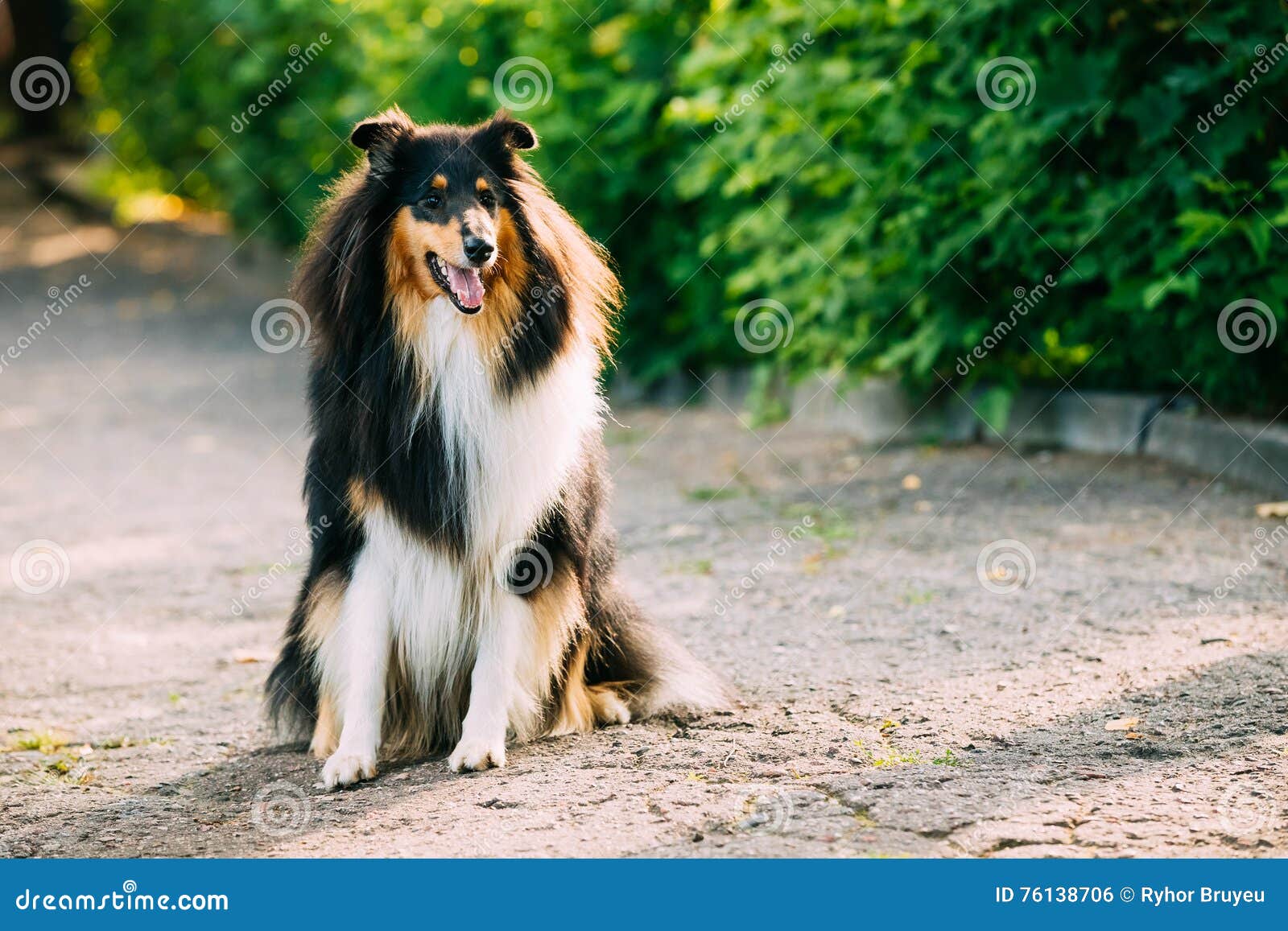 Rough 'Lassie' Collie, Rough Collie Dog laying down for por…