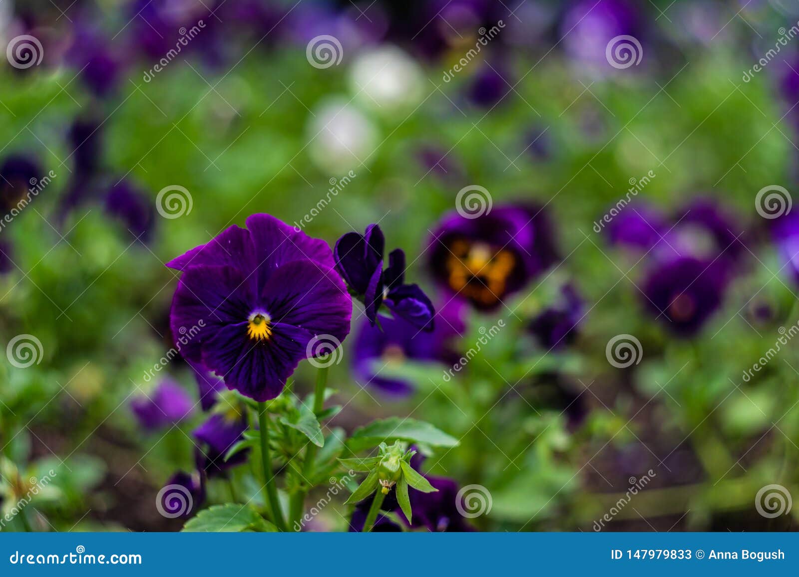 Tricolor viola flowers stock image. Image of drop, spring - 147979833