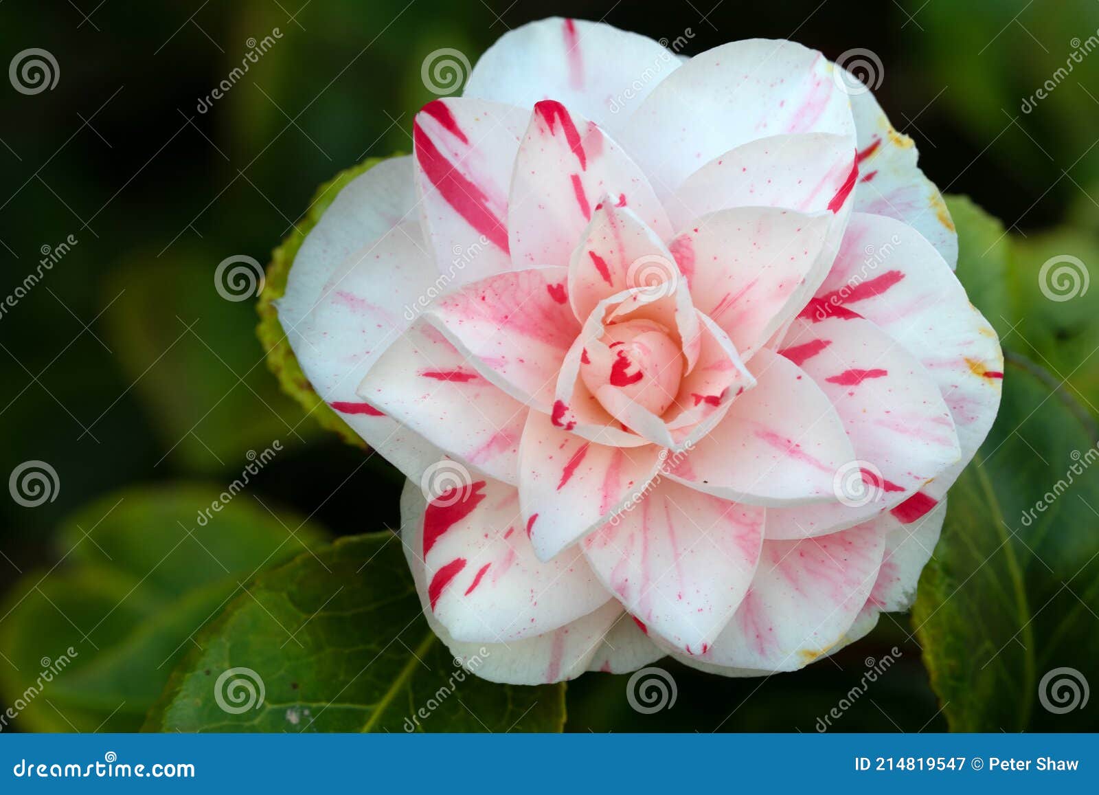 Tricolore Camelia Fiorisce Nel Marzo 2021. Immagine Stock - Immagine di  nave, giardino: 214819547