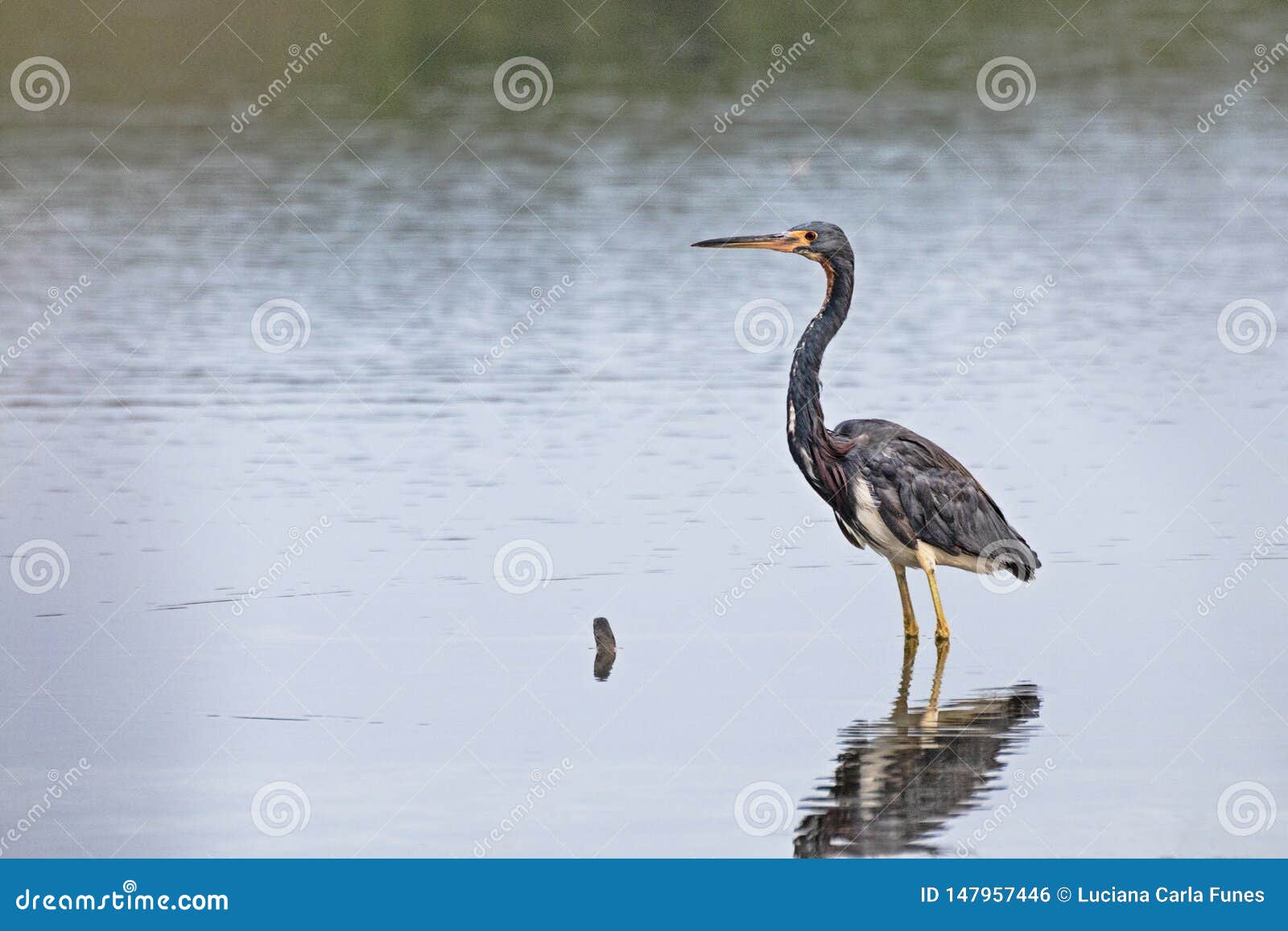 tricolored egretta heron stading in the water