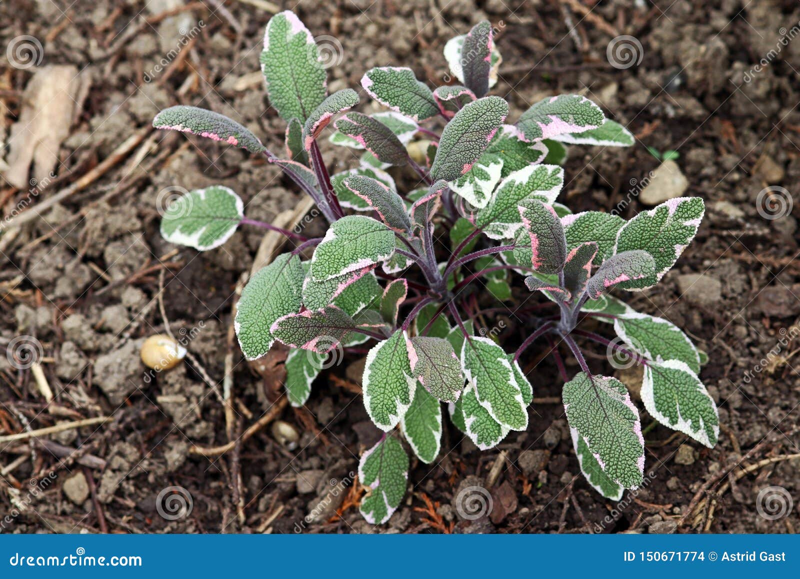 tricoloured sage is beautiful and healthy