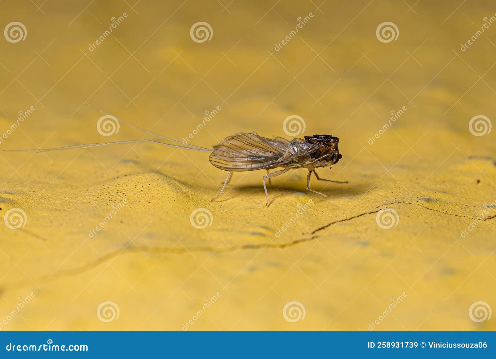 Mayfly insect exoskeleton stock image. Image of pterygota 258931739