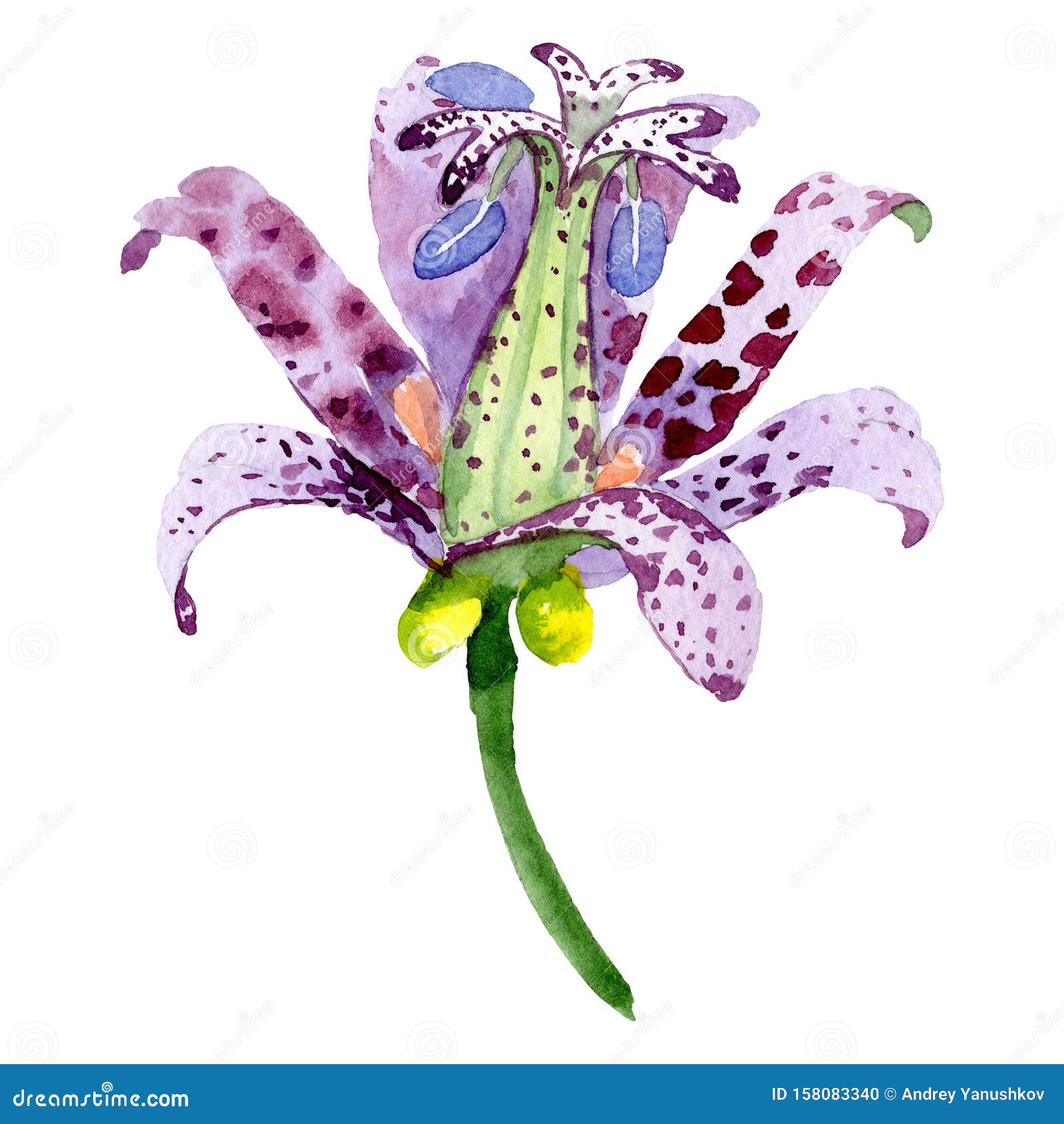 Tricyrtis Hirta Floral Botanical Flower. Watercolor Background ...
